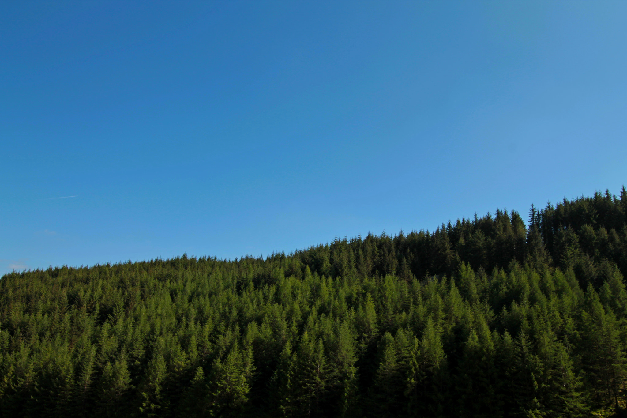 Canon EF-S 10-18mm F4.5–5.6 IS STM sample photo. Treetops photography