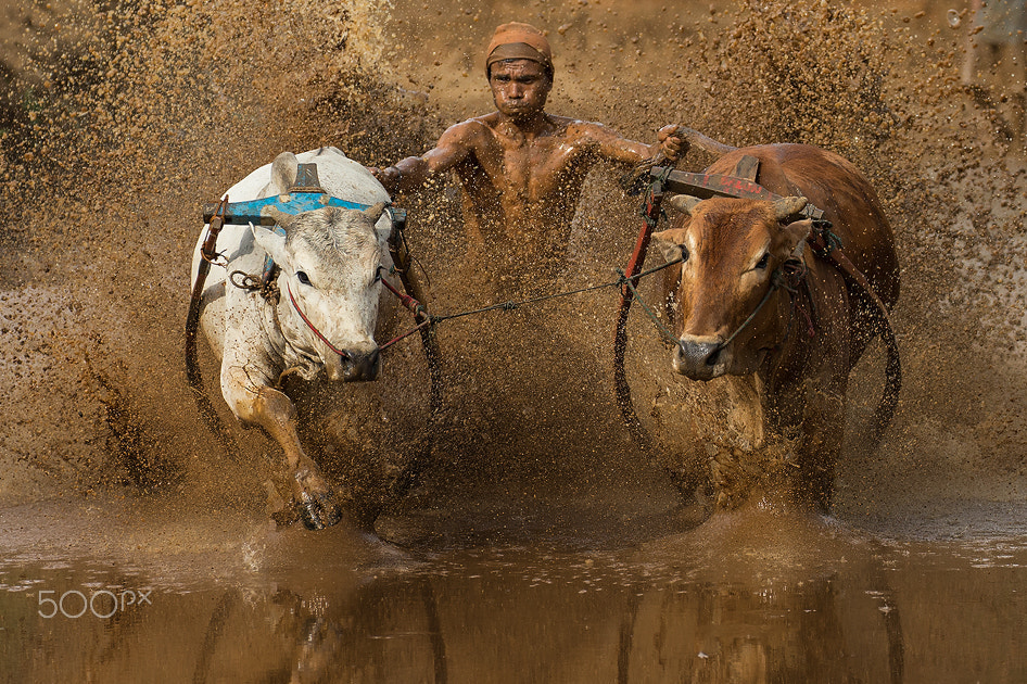 Canon EF 70-300mm F4-5.6L IS USM sample photo. Pacu jawi in west sumatra, indonesia. photography