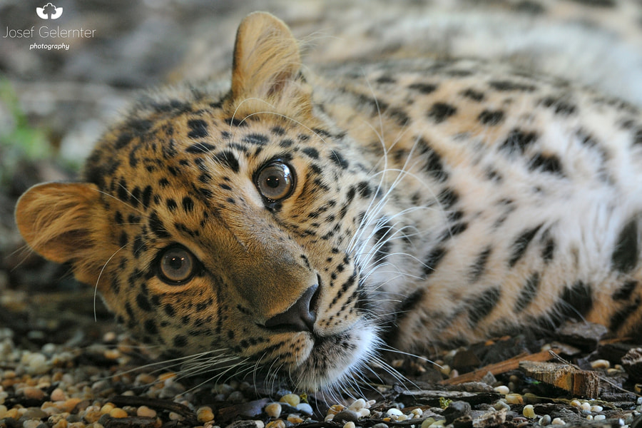 Nikon D3S sample photo. Amur leopard photography