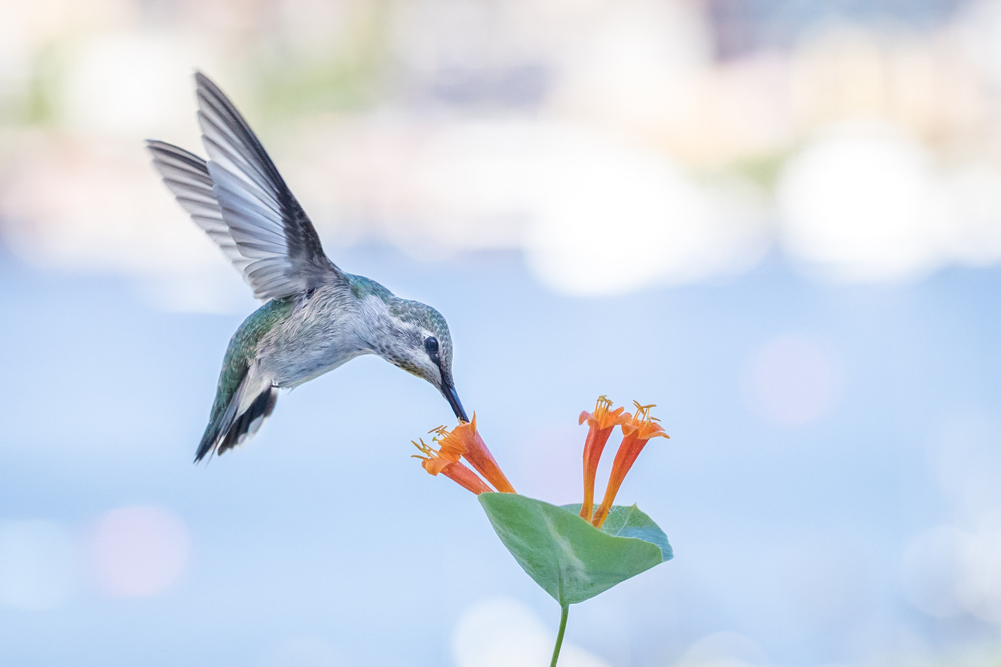 Canon EF 100mm F2.8L Macro IS USM sample photo. Female anna's hummingbird photography