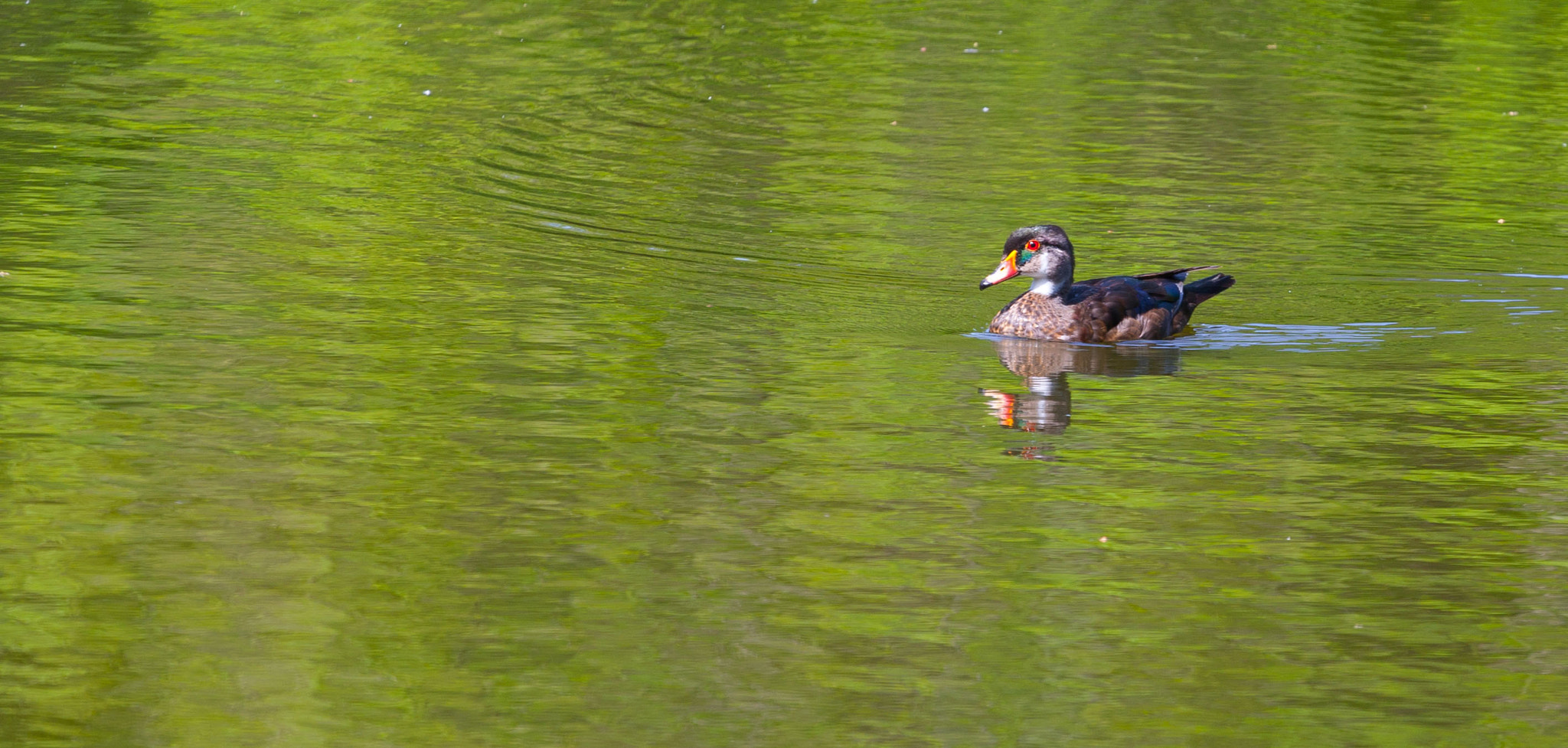 Canon EOS-1D Mark III sample photo. Mr. wood duck photography