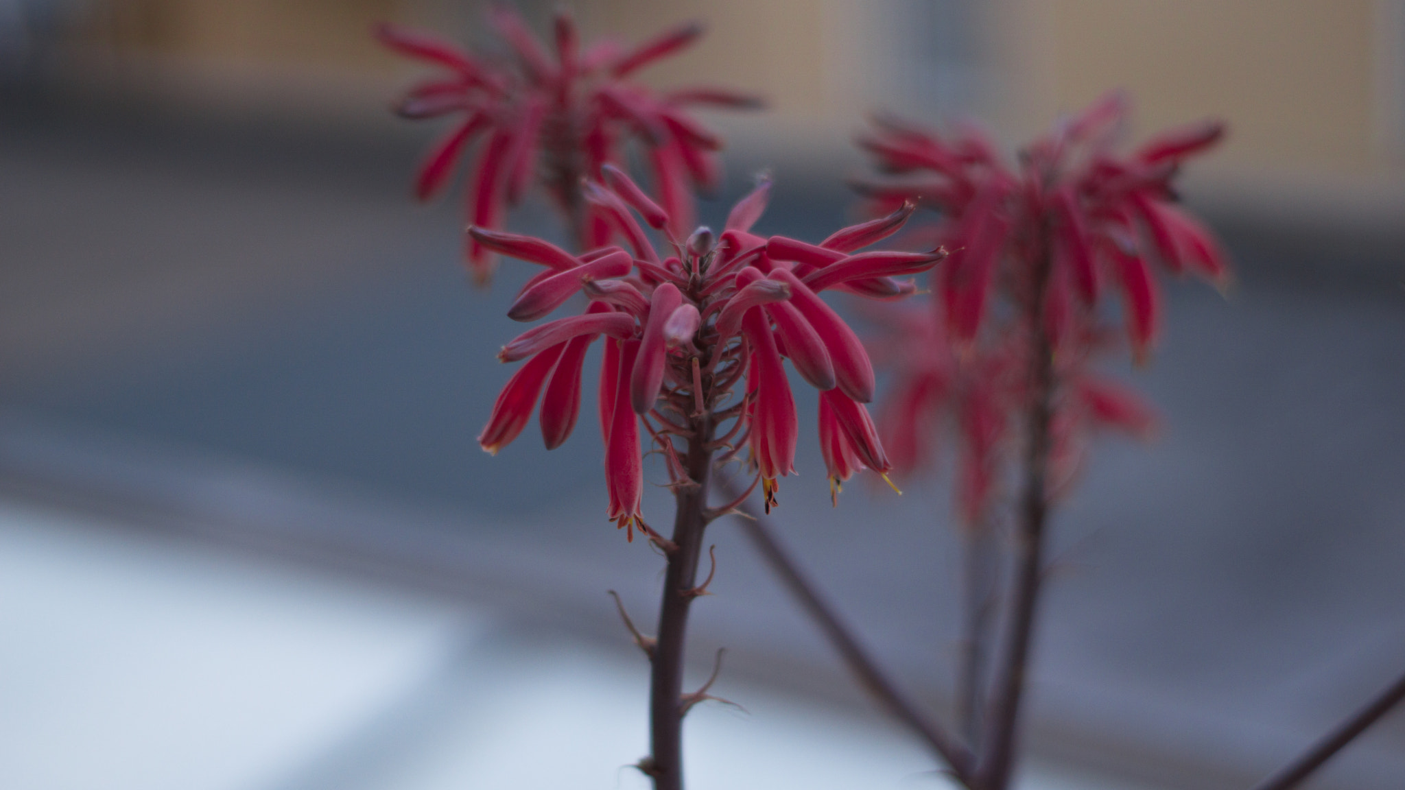 Sony a5100 + Sony DT 50mm F1.8 SAM sample photo. Red plant photography