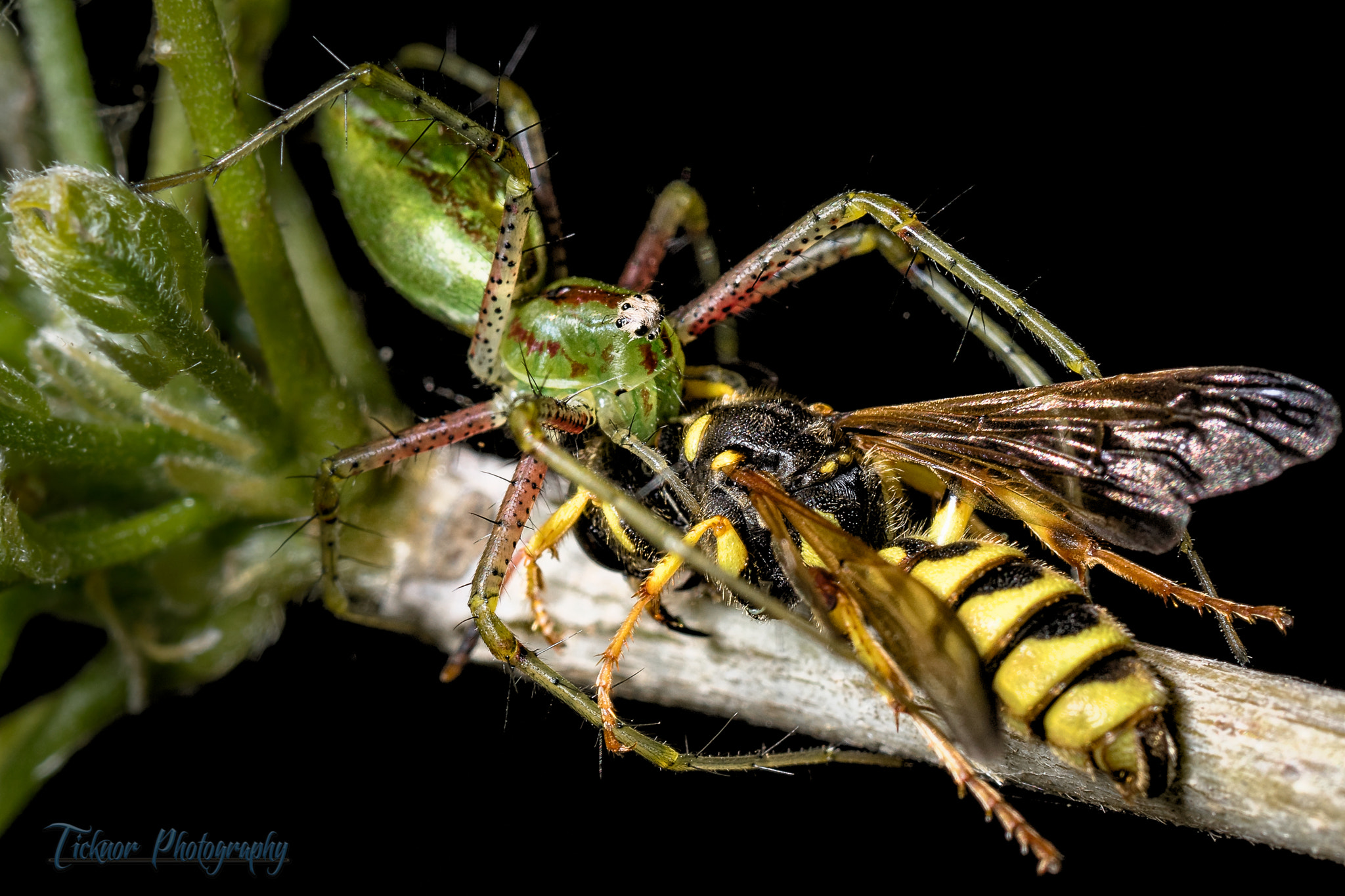 Sony a7 + Sony 100mm F2.8 Macro sample photo. Lynx spider eating a wasp photography
