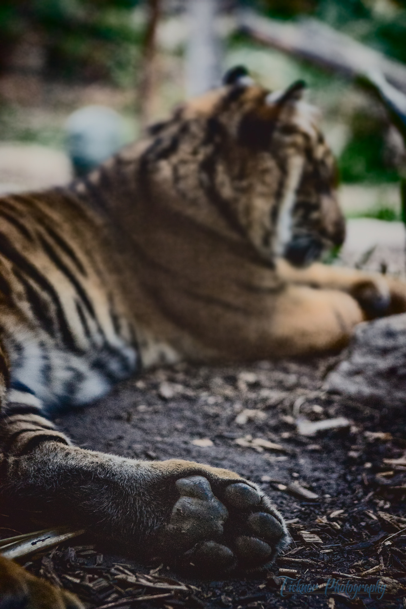 Sony a7 + Sony Vario-Sonnar T* 24-70mm F2.8 ZA SSM sample photo. Tiger toes photography