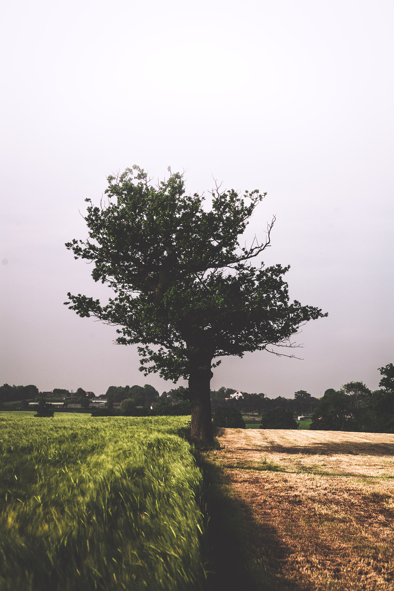 Canon EOS 5D + Canon EF 50mm f/1.8 sample photo. Mood from the uk mornings photography