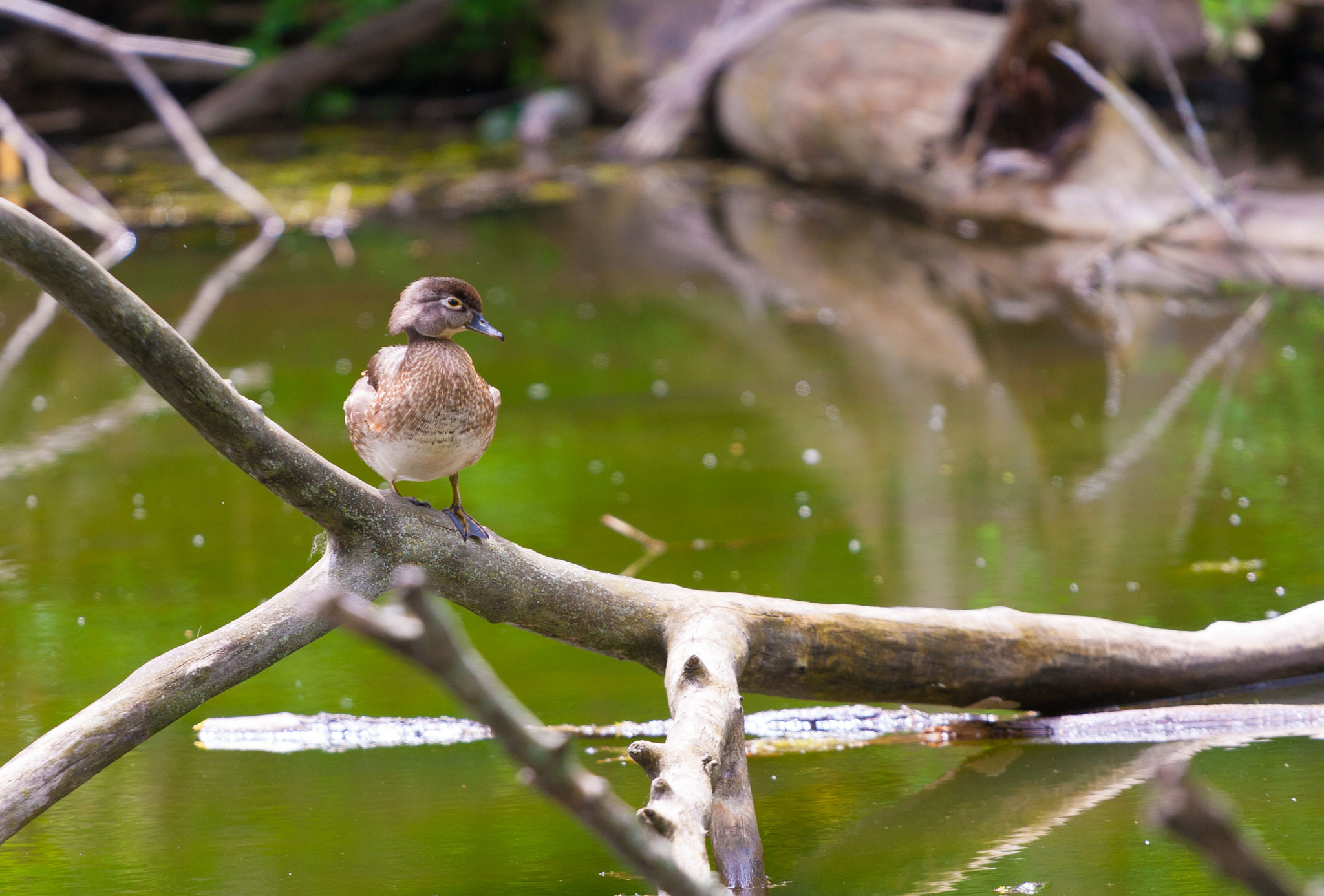 Canon EOS-1D Mark III sample photo. Mrs. wood duck photography