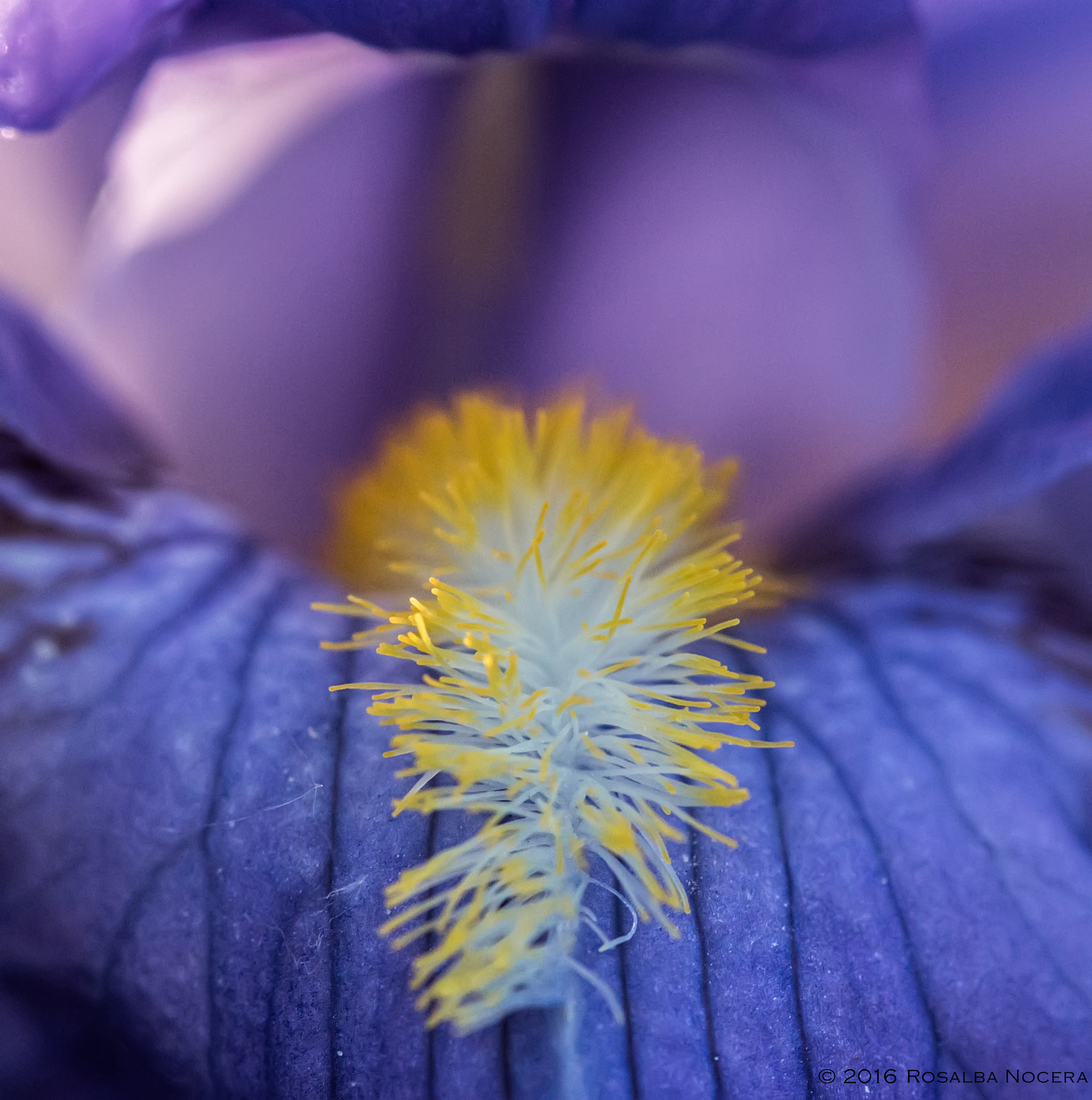 Sony ILCA-77M2 + Sigma AF 105mm F2.8 EX [DG] Macro sample photo. Flower heart photography