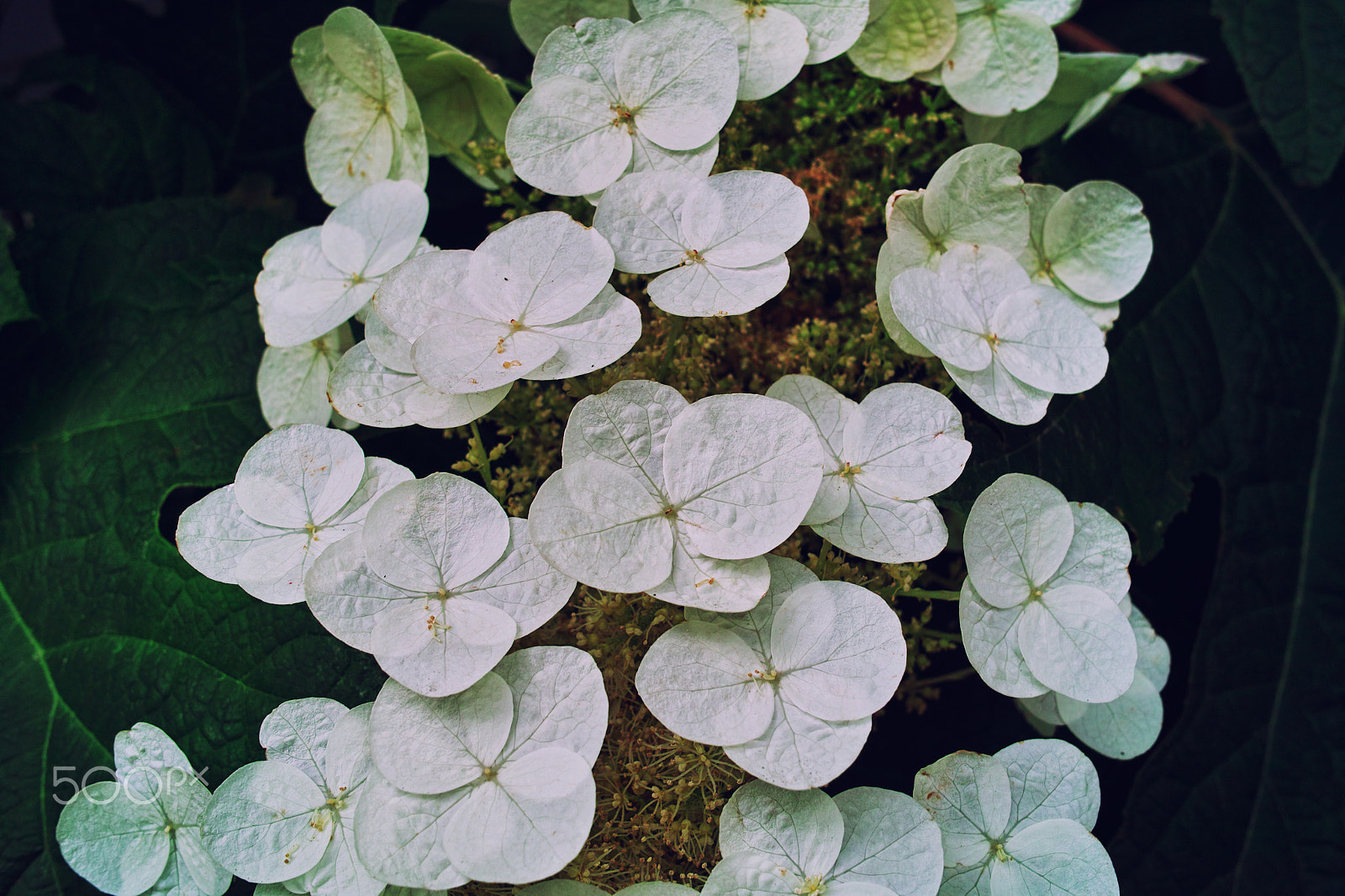 Sigma DP2x sample photo. White hydrangea photography