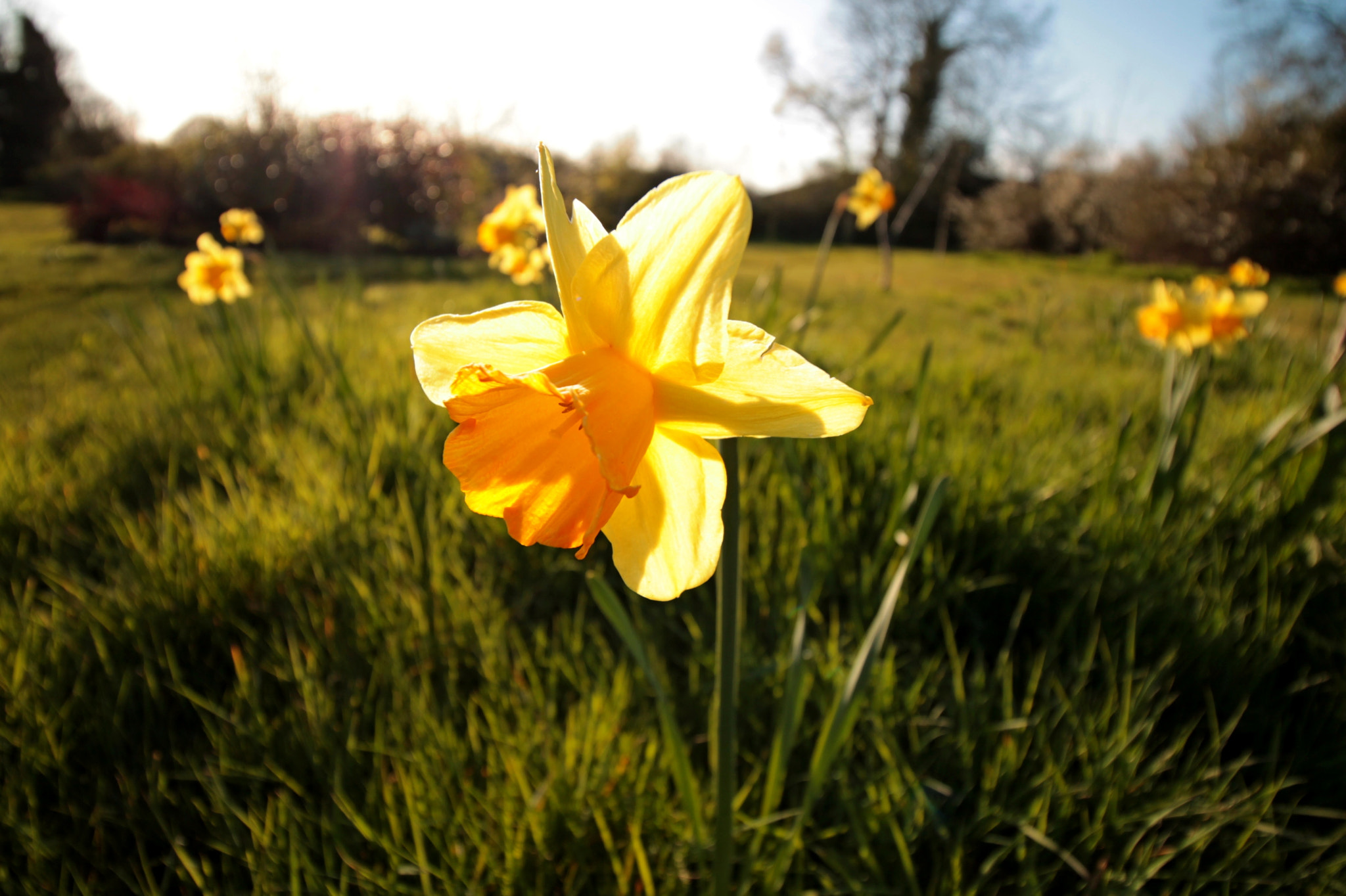 Canon EF-S 10-18mm F4.5–5.6 IS STM sample photo. Daffoduffodill photography