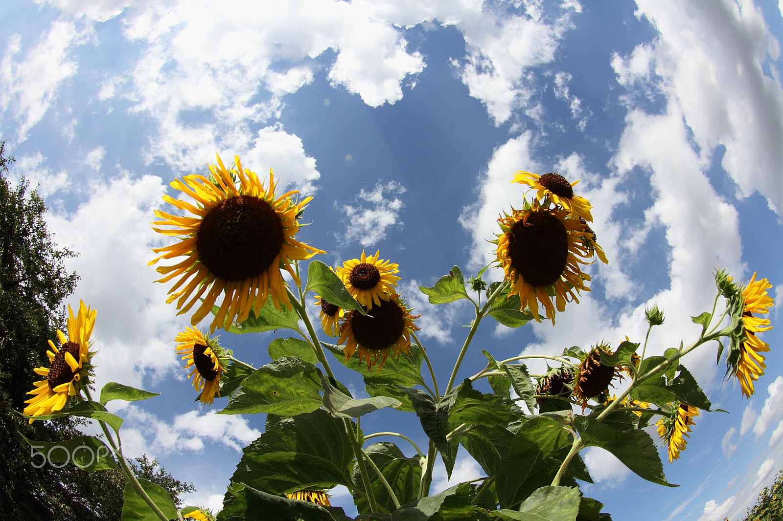 Canon 10-17mm sample photo. The sun in your mind photography