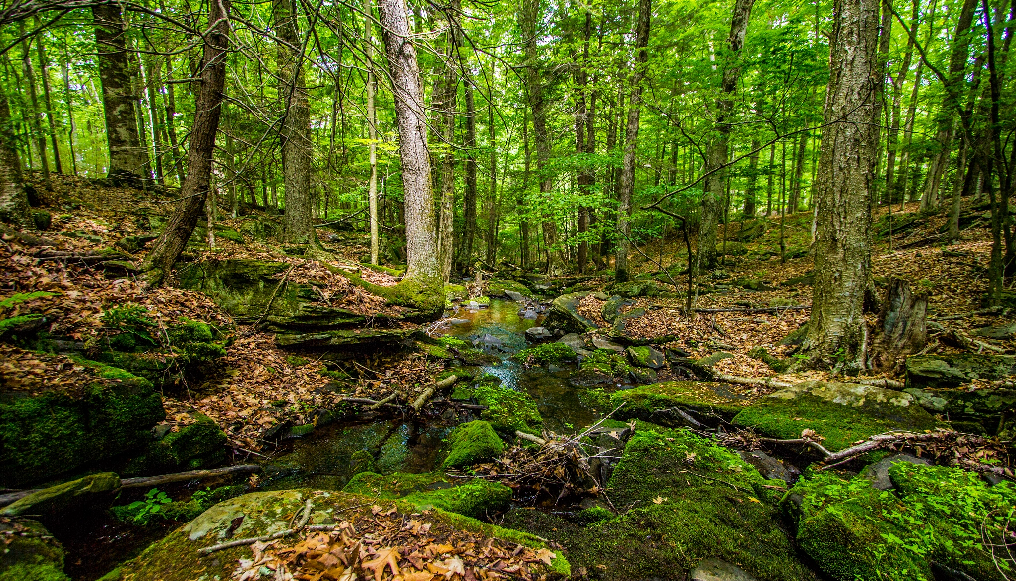 Canon EF-S 10-22mm F3.5-4.5 USM sample photo. Water in the woods photography