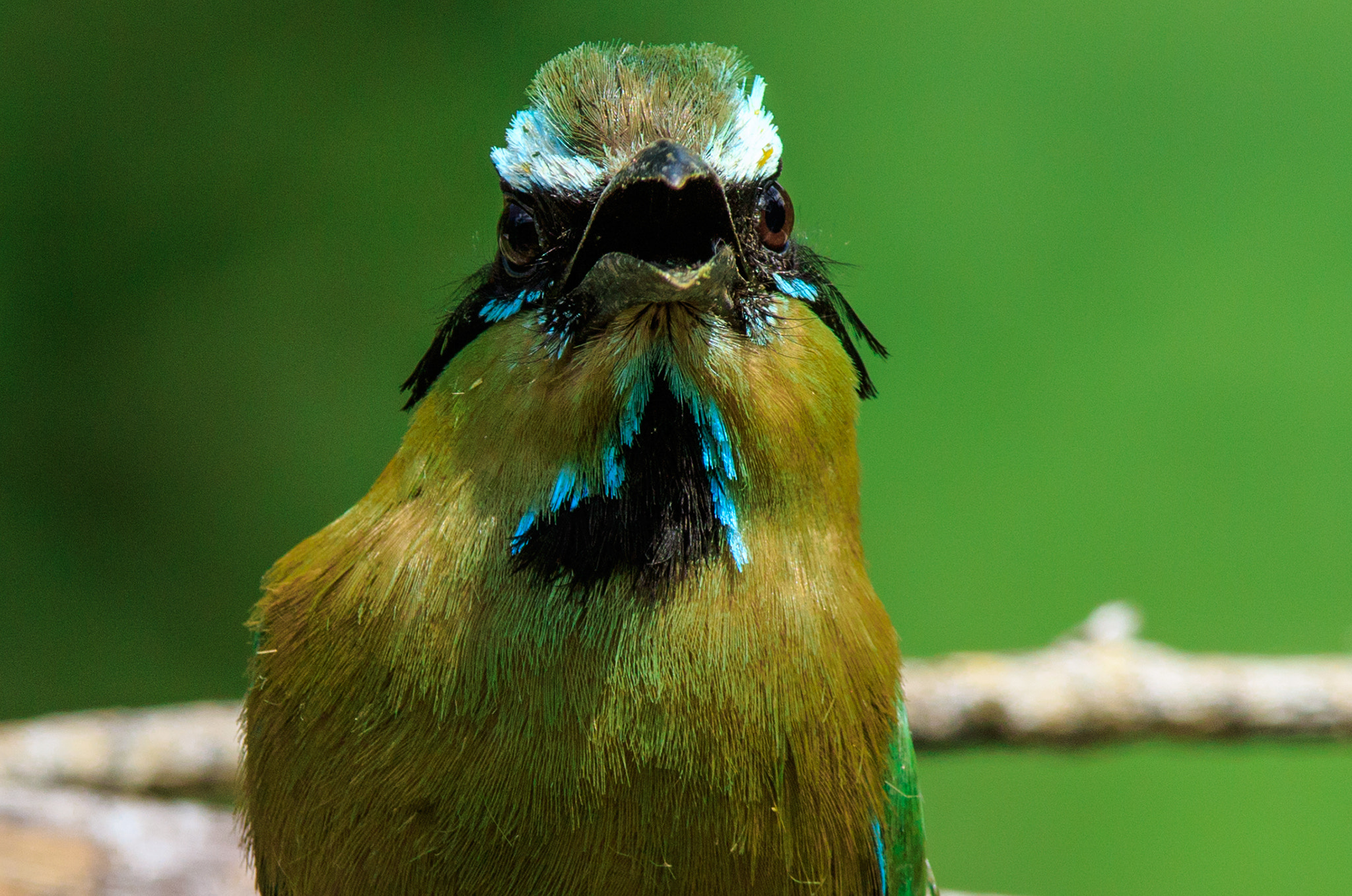 Canon EF 600mm f/4L IS sample photo. Turquoise-browed motmot photography