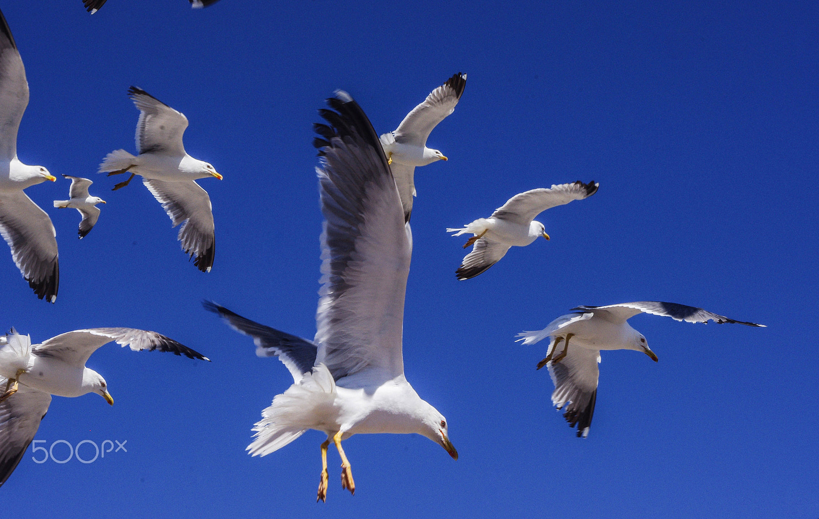 Pentax smc DA 18-55mm F3.5-5.6 AL WR sample photo. Birds photography