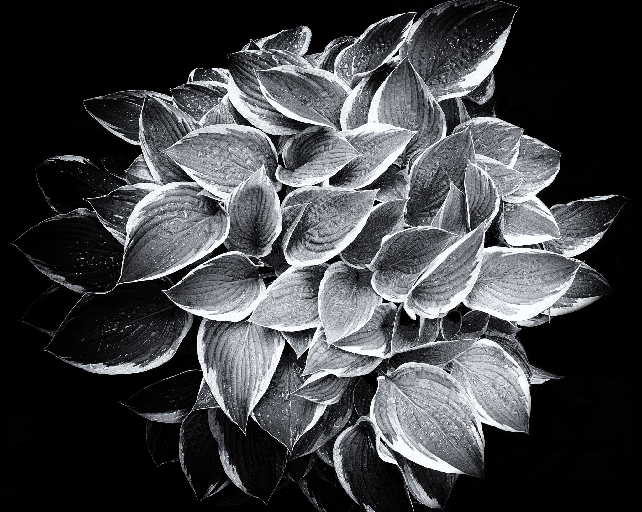 Fujifilm XC 16-50mm F3.5-5.6 OIS sample photo. El hosta photography