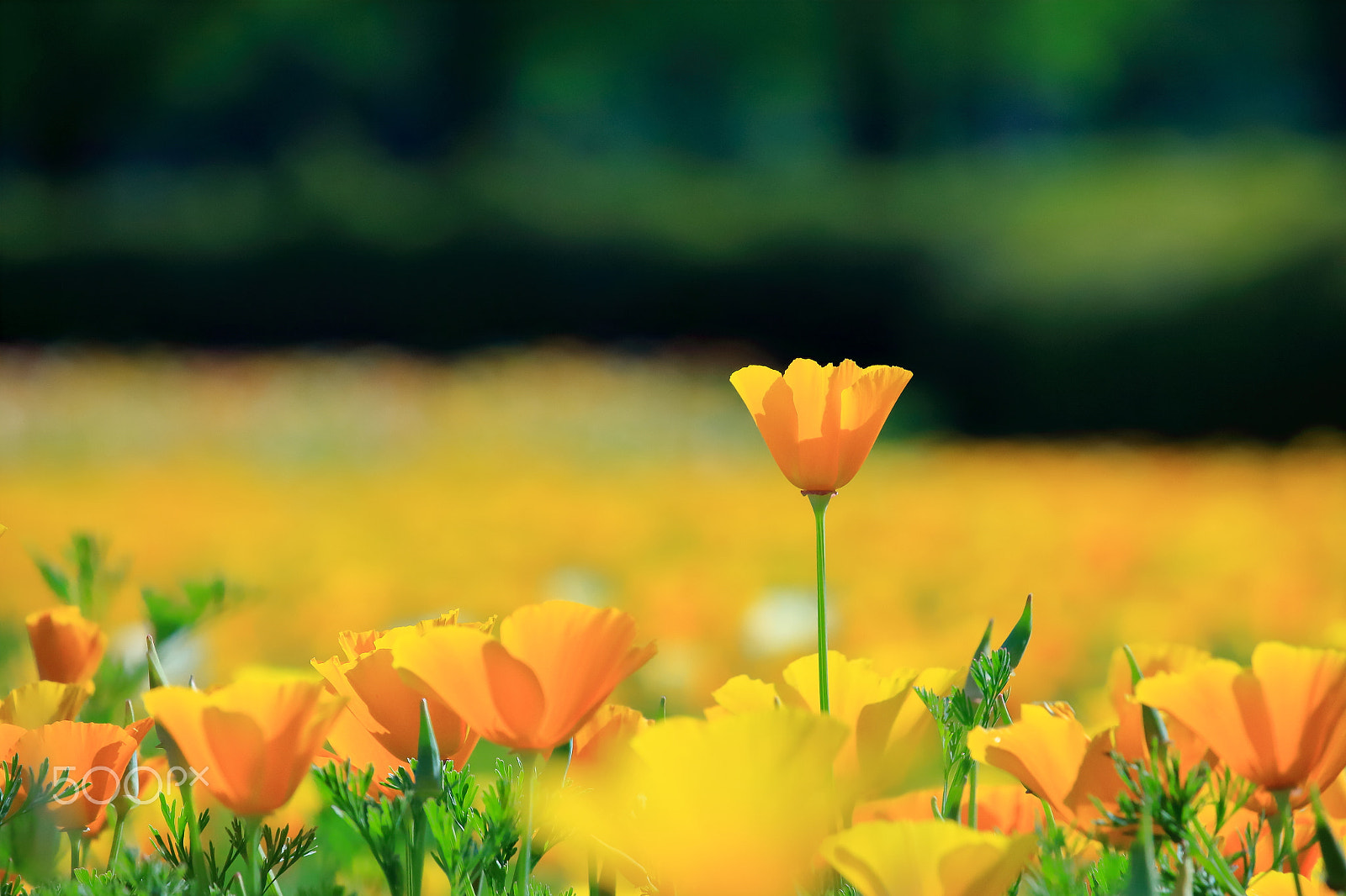 Canon EOS 700D (EOS Rebel T5i / EOS Kiss X7i) + Canon EF-S 55-250mm F4-5.6 IS STM sample photo. Poppy field photography