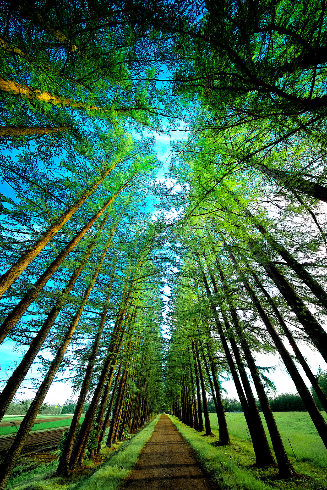 E 10mm F5.6 sample photo. Road to summer photography