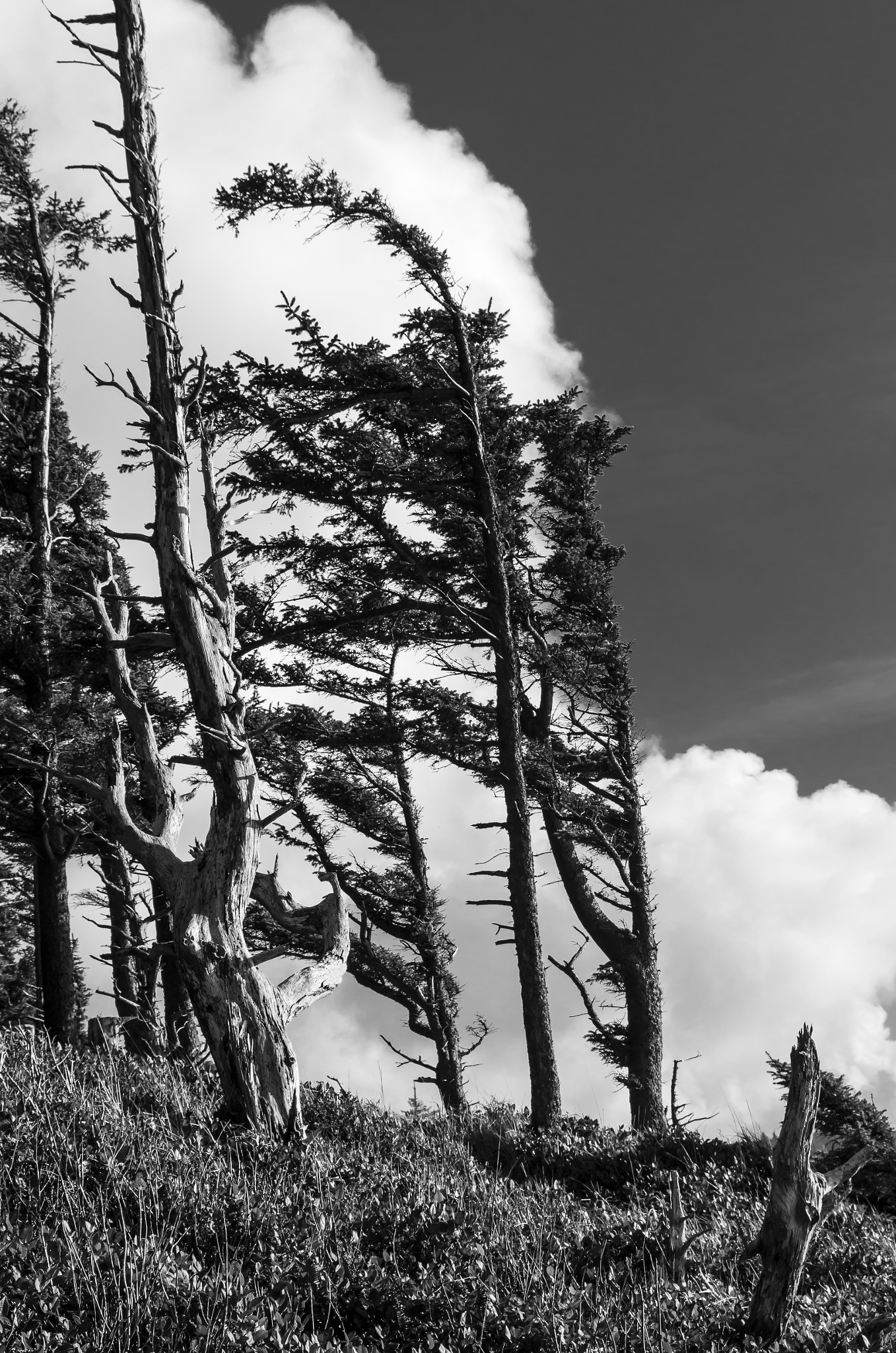 Pentax smc DA* 16-50mm F2.8 ED AL (IF) SDM sample photo. Wind swept trees on the coast photography