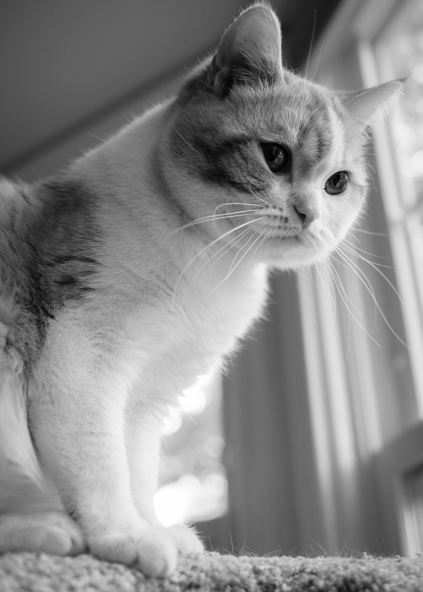 Olympus OM-D E-M1 + Panasonic Leica DG Summilux 25mm F1.4 II ASPH sample photo. Meowster photography