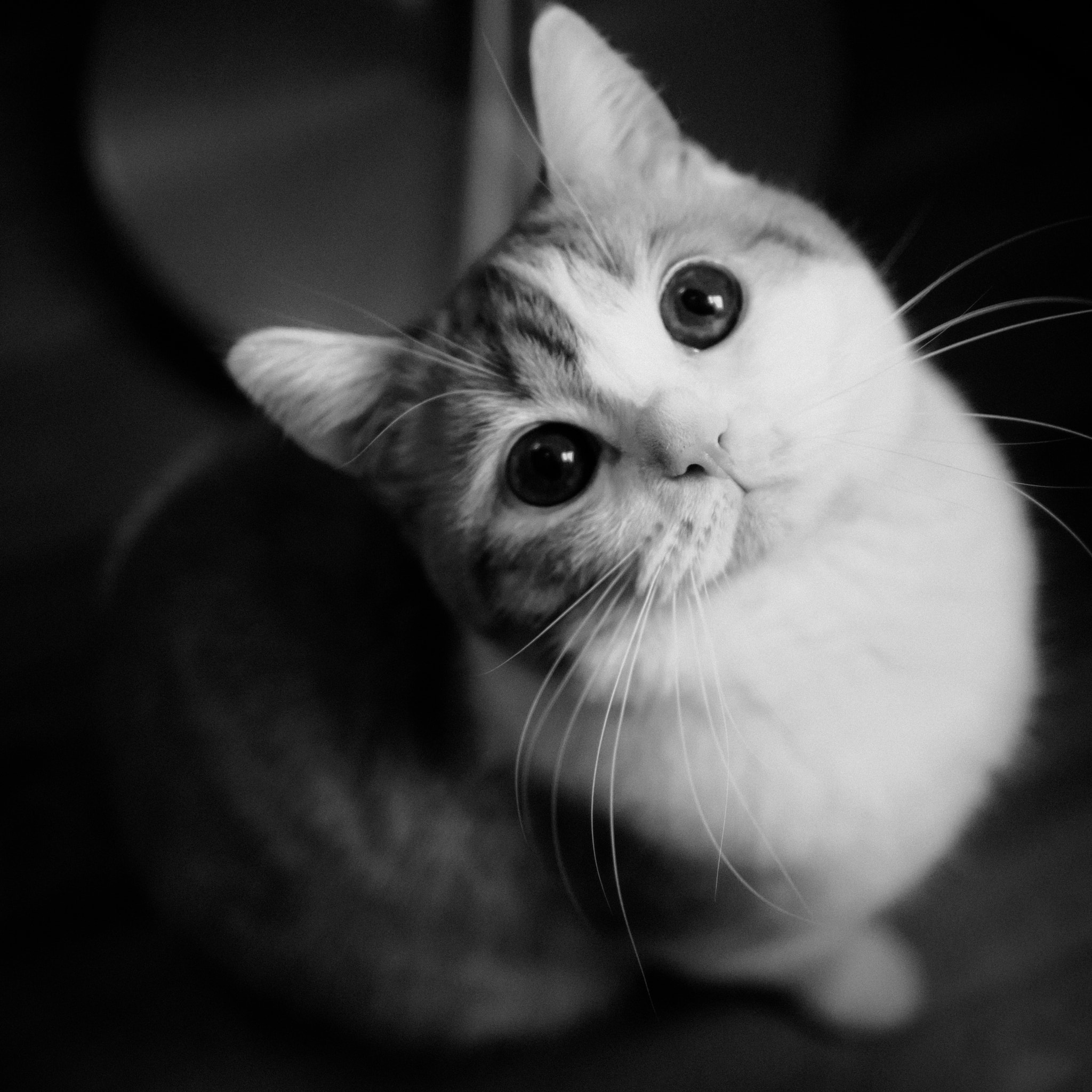 Olympus OM-D E-M1 + Panasonic Leica DG Summilux 25mm F1.4 II ASPH sample photo. Meowster photography