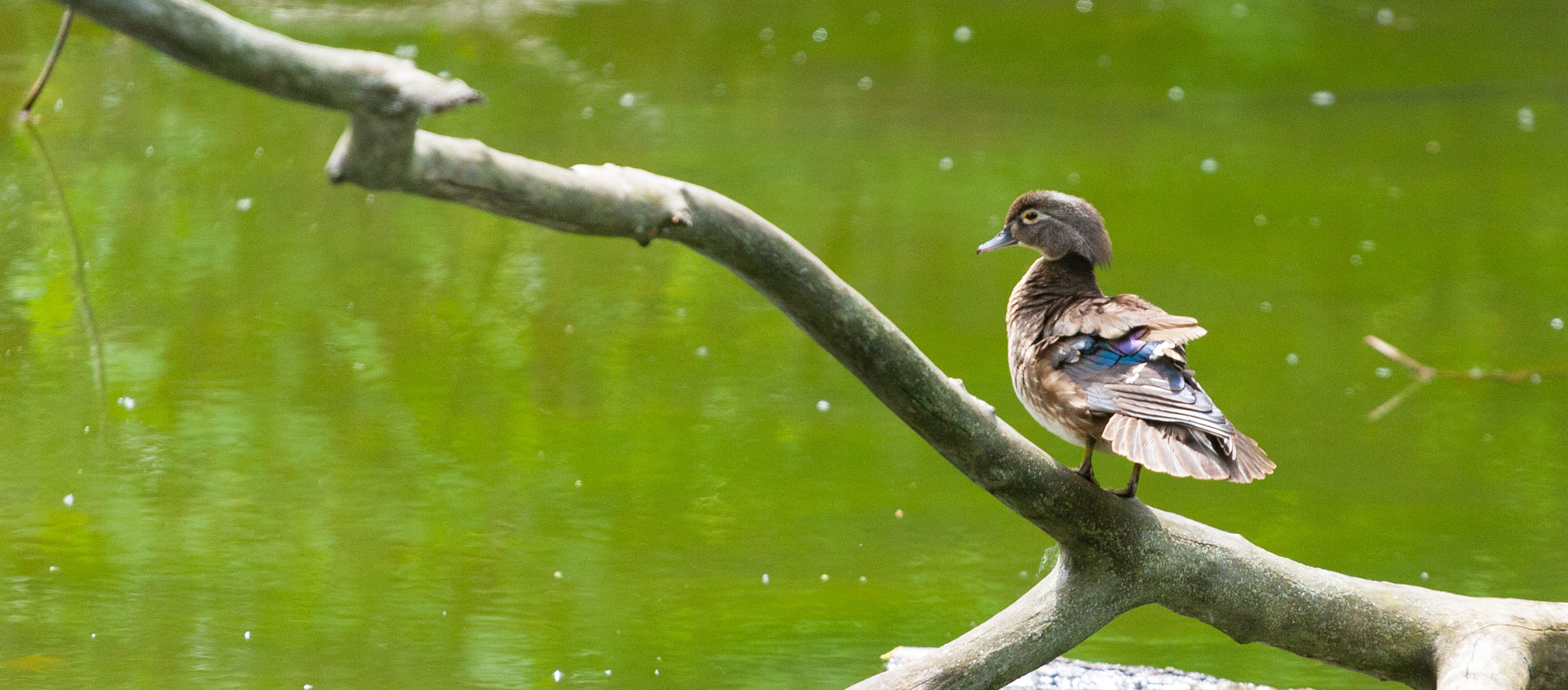 Canon EOS-1D Mark III sample photo. Mrs. wood duck two photography