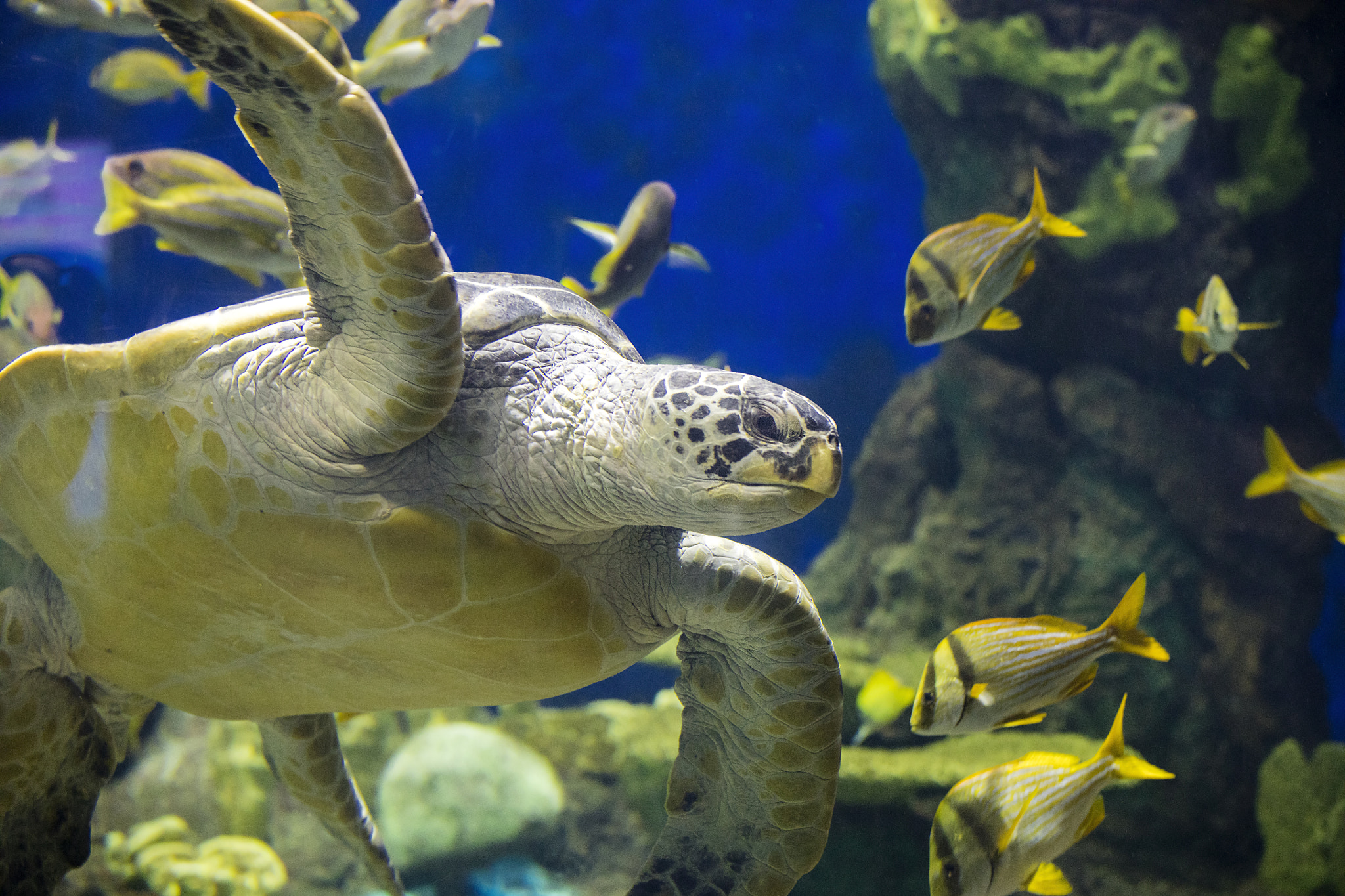 Canon EOS 5DS + Canon EF 70-200mm F4L IS USM sample photo. Green sea turtle photography