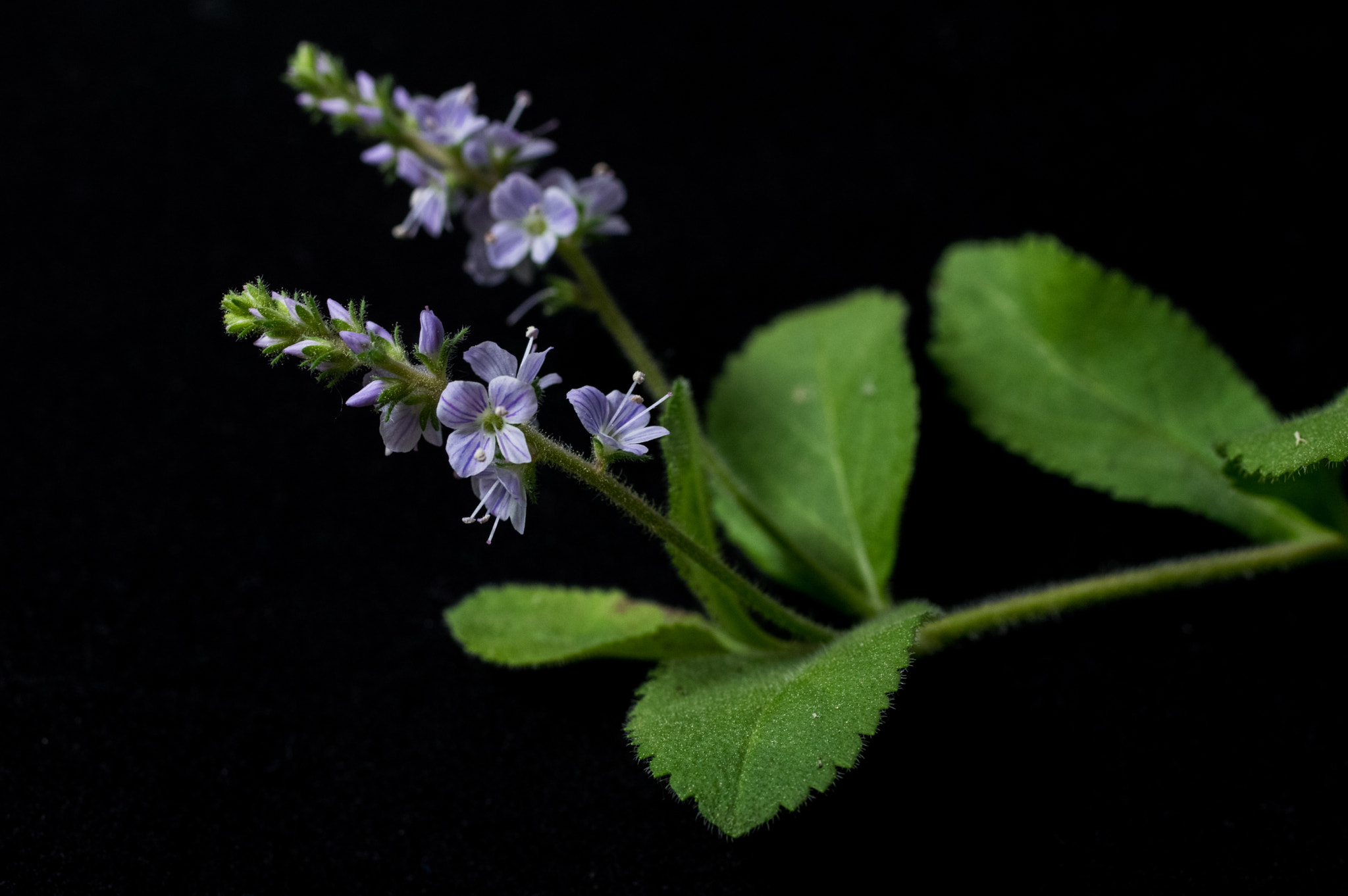 Pentax K-3 + smc PENTAX-FA Macro 50mm F2.8 sample photo. Veronica officinalis  photography