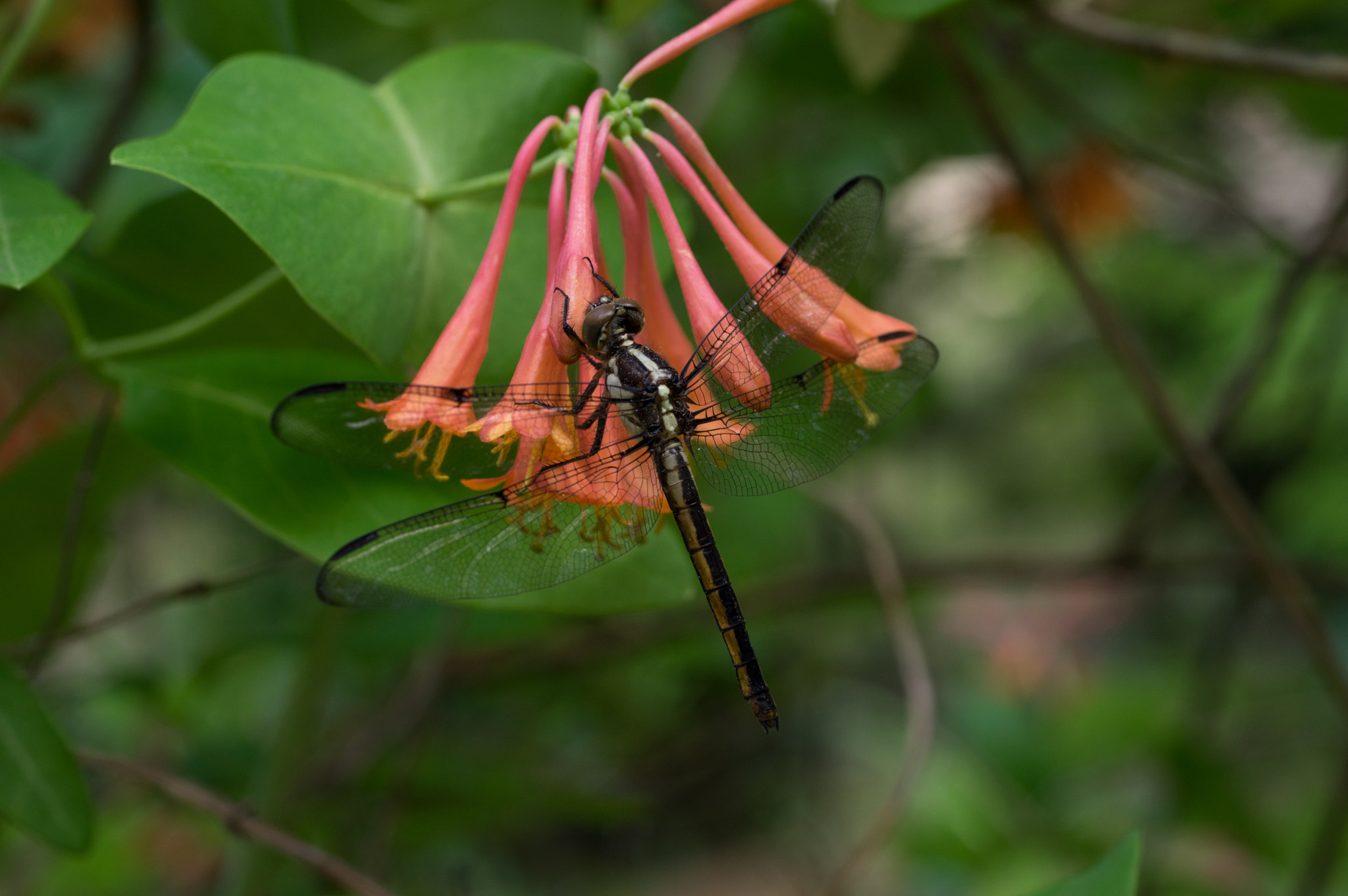 Pentax K-3 sample photo. Dragonfly on honeysuckle photography