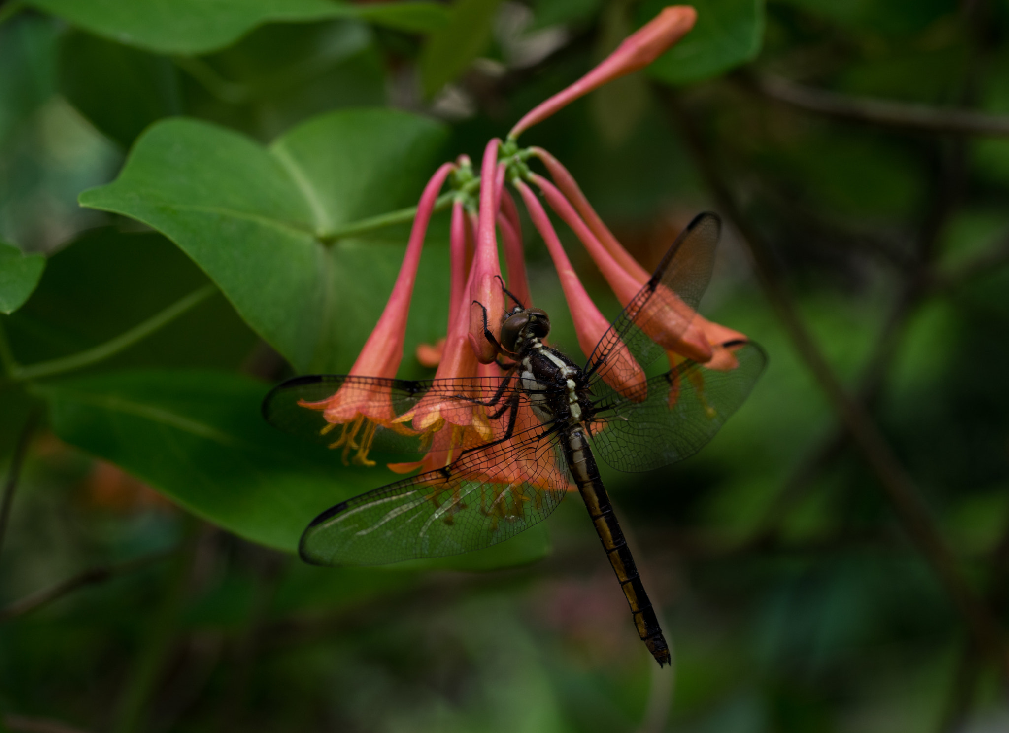 Pentax K-3 + smc PENTAX-FA Macro 50mm F2.8 sample photo. Not a hummingbird photography