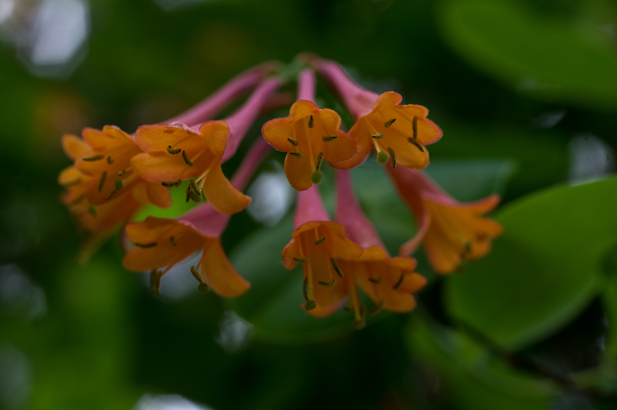 Pentax K-3 + smc PENTAX-FA Macro 50mm F2.8 sample photo. Honeysuckle photography