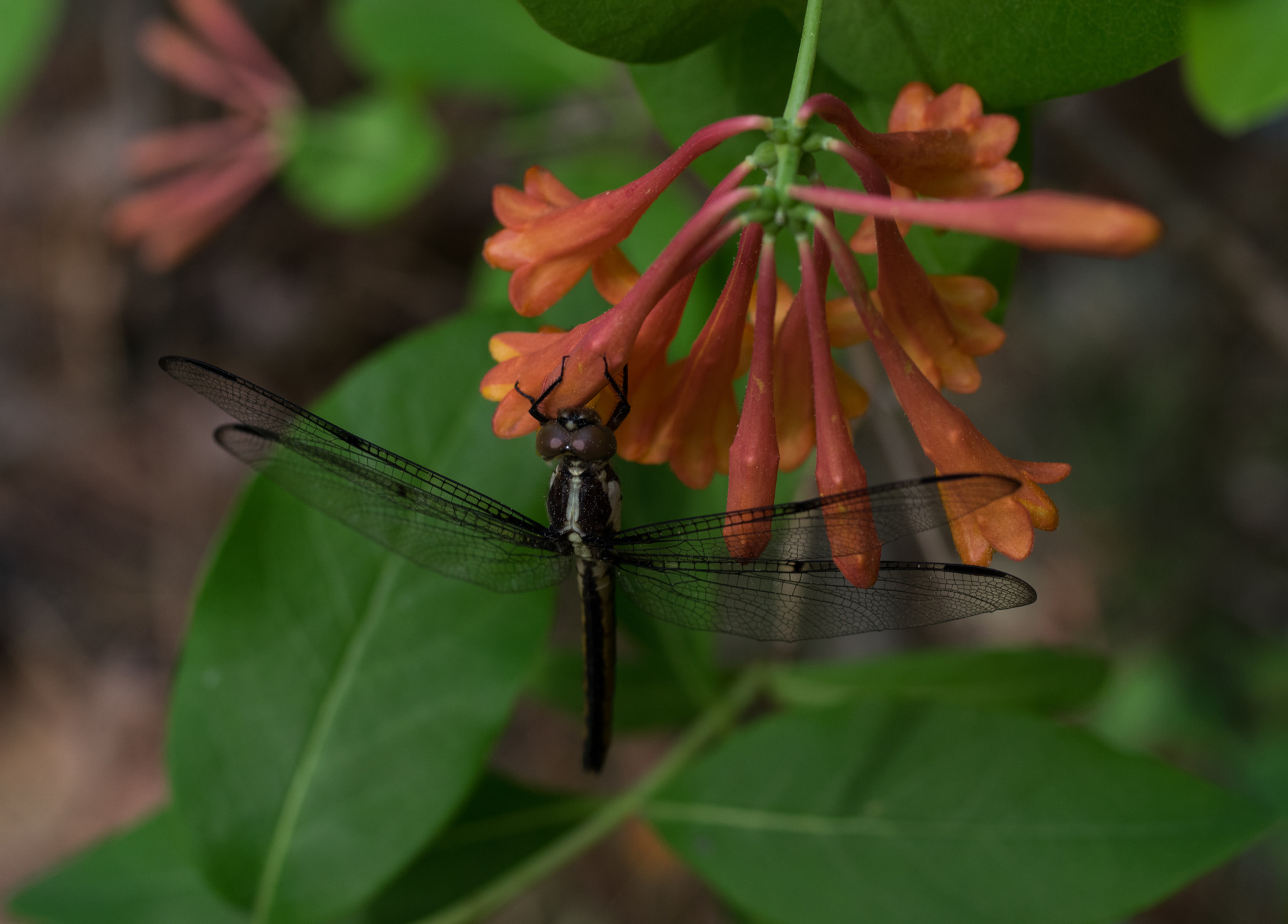 Pentax K-3 sample photo. Dragonfly on honeysuckle photography
