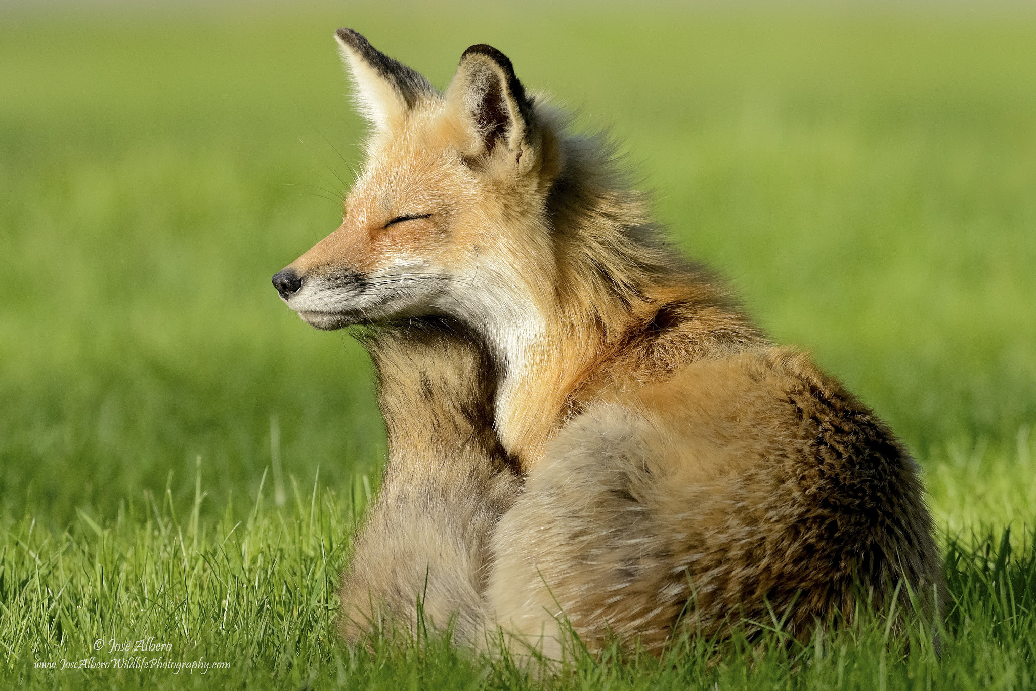 Nikon AF-S Nikkor 500mm F4D ED-IF II sample photo. Time for a snooze photography