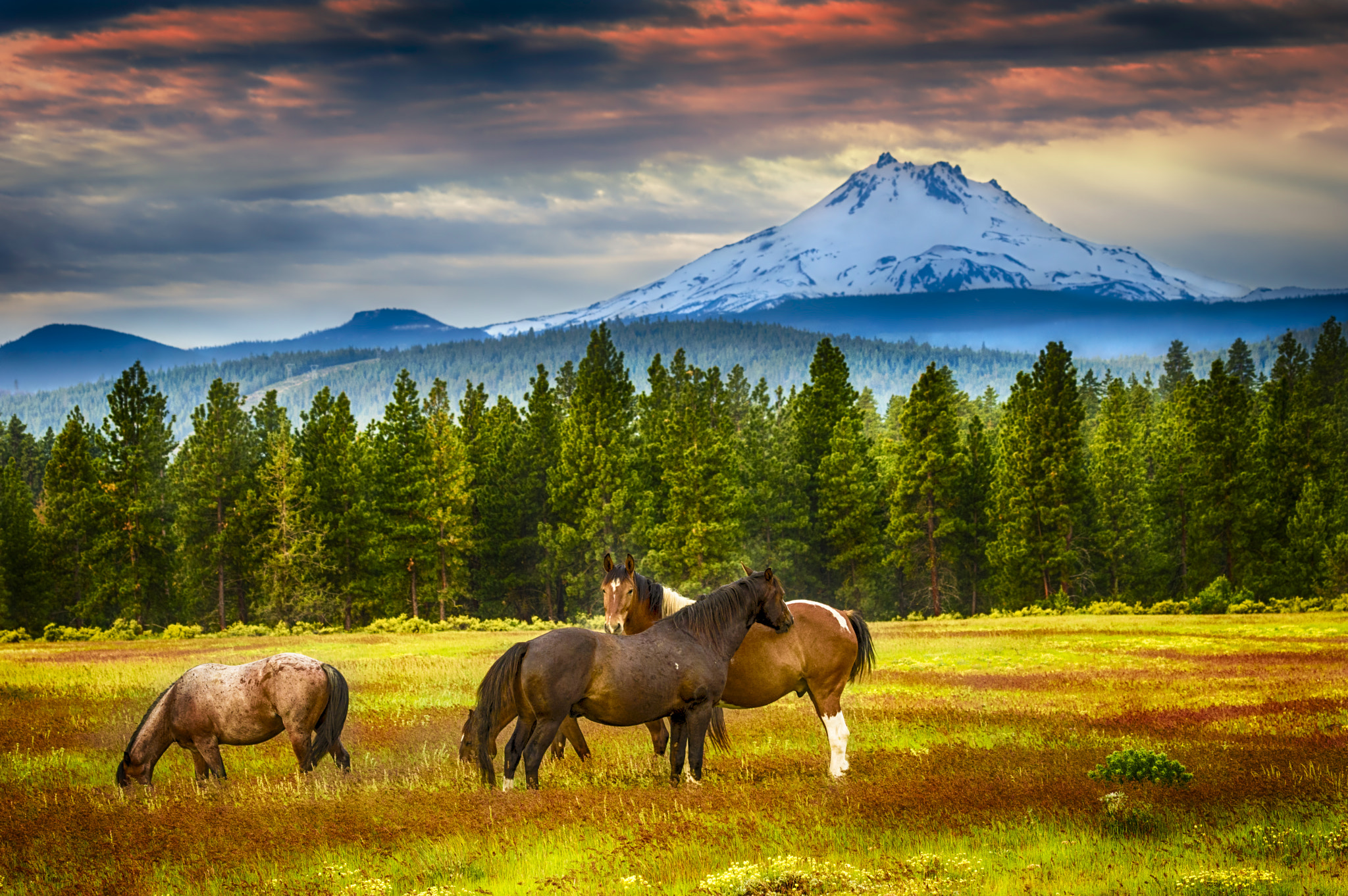 Pentax K-3 sample photo. Horses grazing at mt jefferson photography