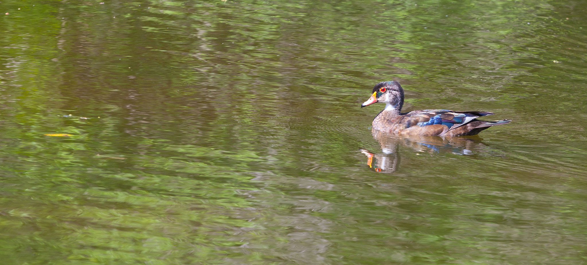 Canon EOS-1D Mark III sample photo. Mr. wood duck two photography