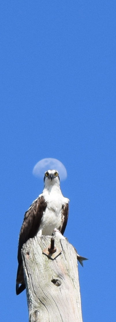 Sigma 120-400mm F4.5-5.6 DG OS HSM sample photo. Falcon photography