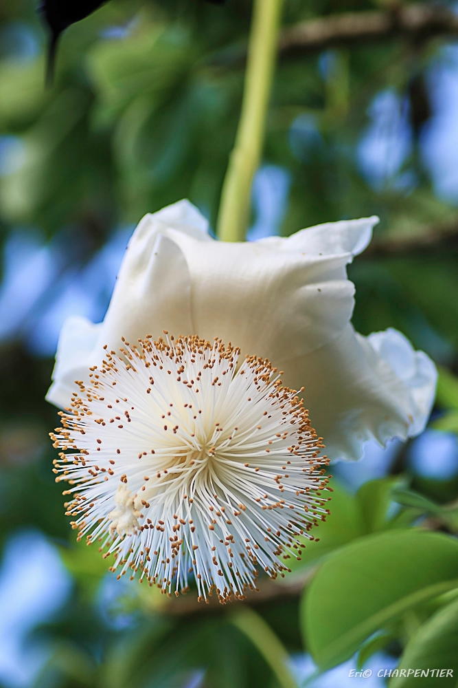 Canon EOS 7D Mark II + Tamron SP AF 90mm F2.8 Di Macro sample photo. Cte baobab photography