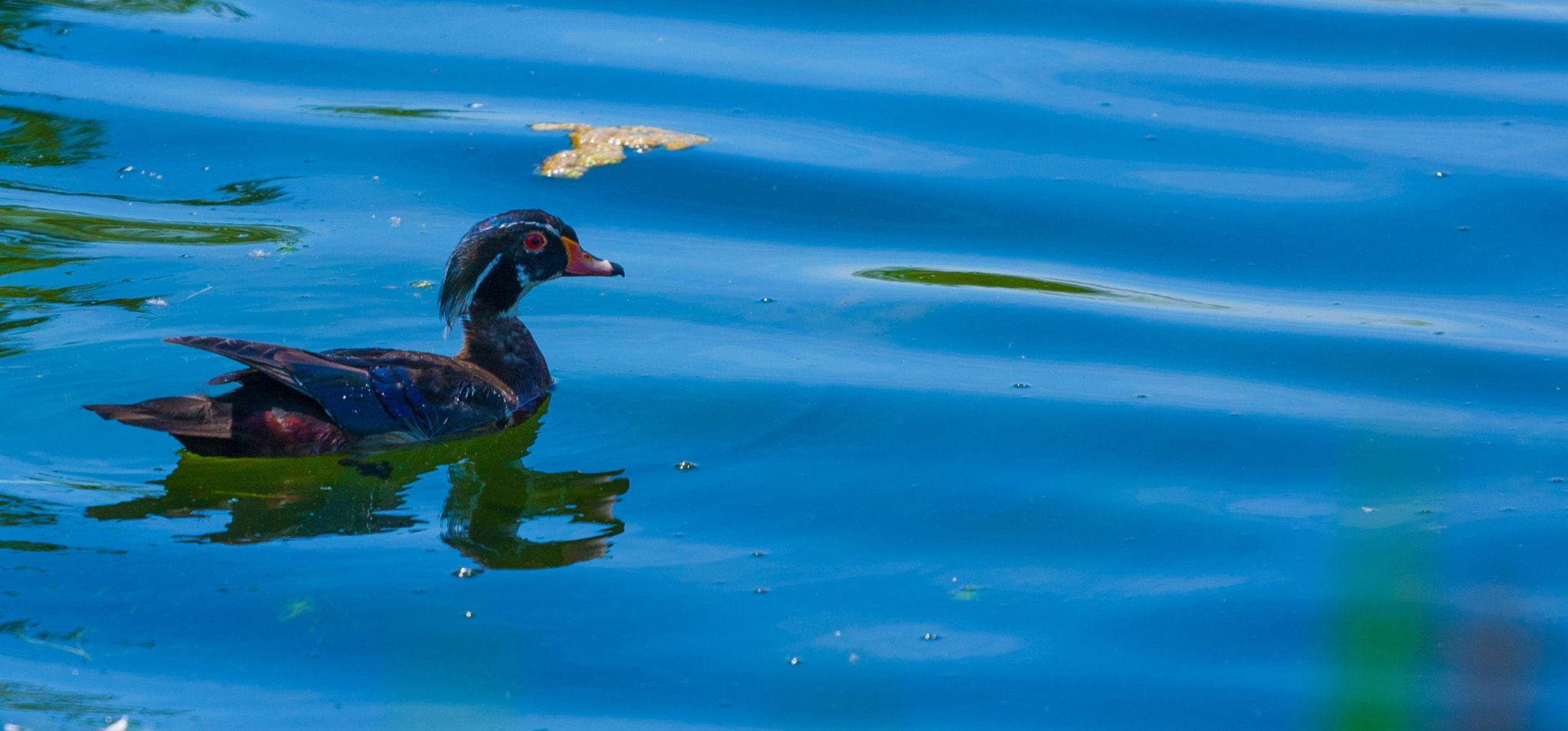 Canon EOS-1D Mark III sample photo. Male wood duck photography