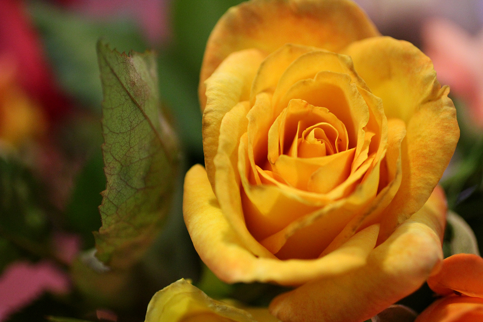 Canon EOS 60D + Canon EF 50mm F2.5 Macro sample photo. Flower photography