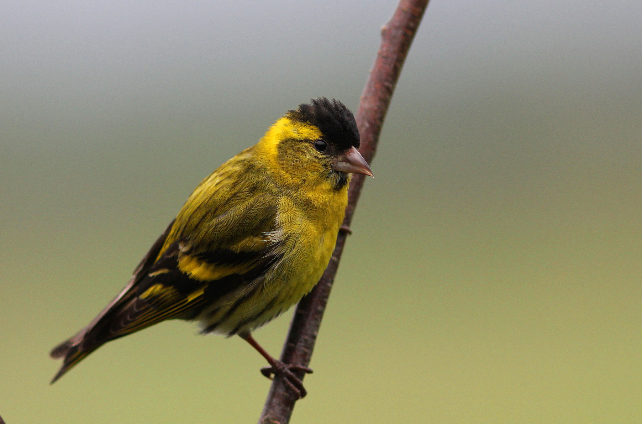 Canon EF 300mm F4L IS USM sample photo. Male siskin photography