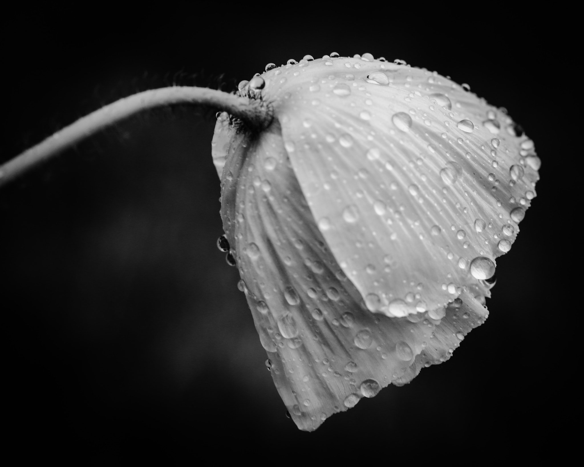 Canon 90mm sample photo. Even the saddest flower is better than no flowers. photography