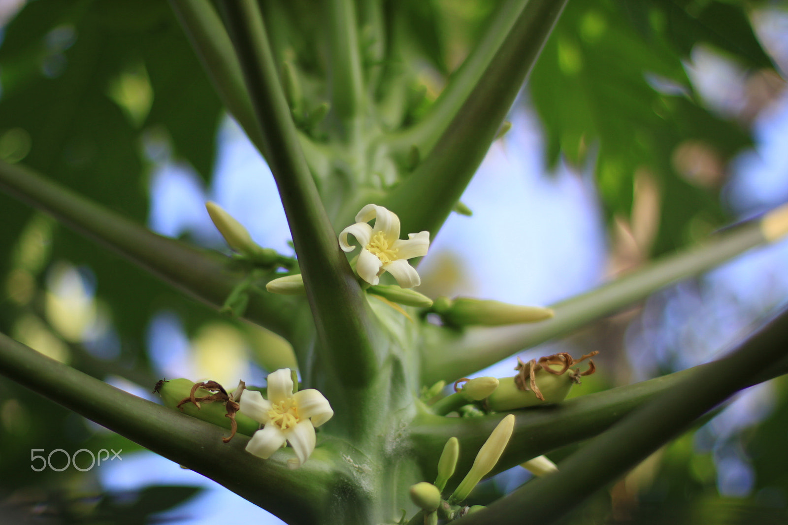 Canon EOS 50D + Canon EF 50mm F1.4 USM sample photo. Papaya flower photography