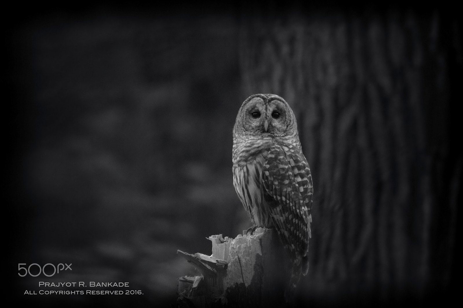 Nikon D7200 + Nikon AF-S Nikkor 500mm F4G ED VR sample photo. Barred owl photography