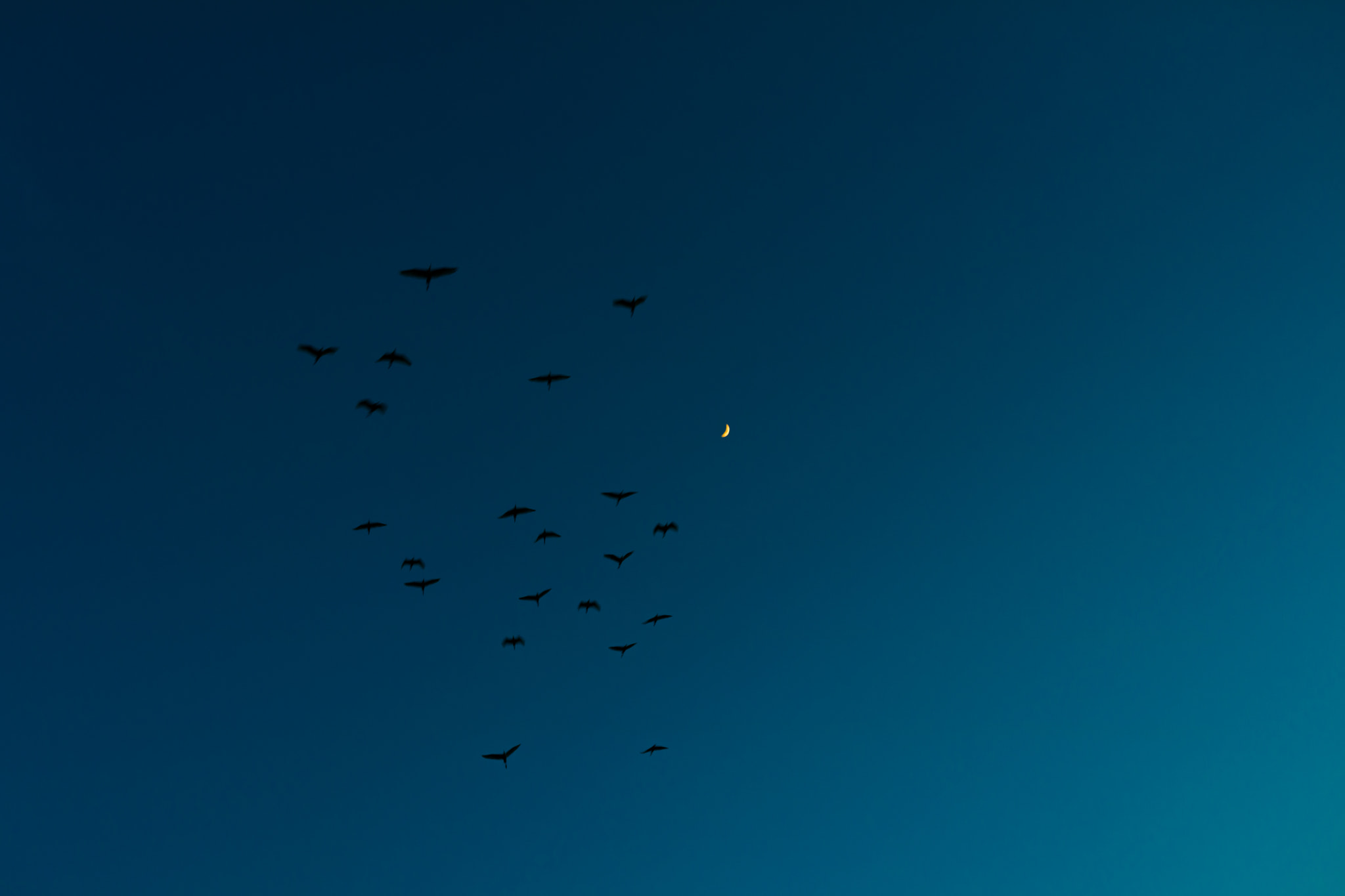 Canon EF-S 24mm F2.8 STM sample photo. Birds & moon photography