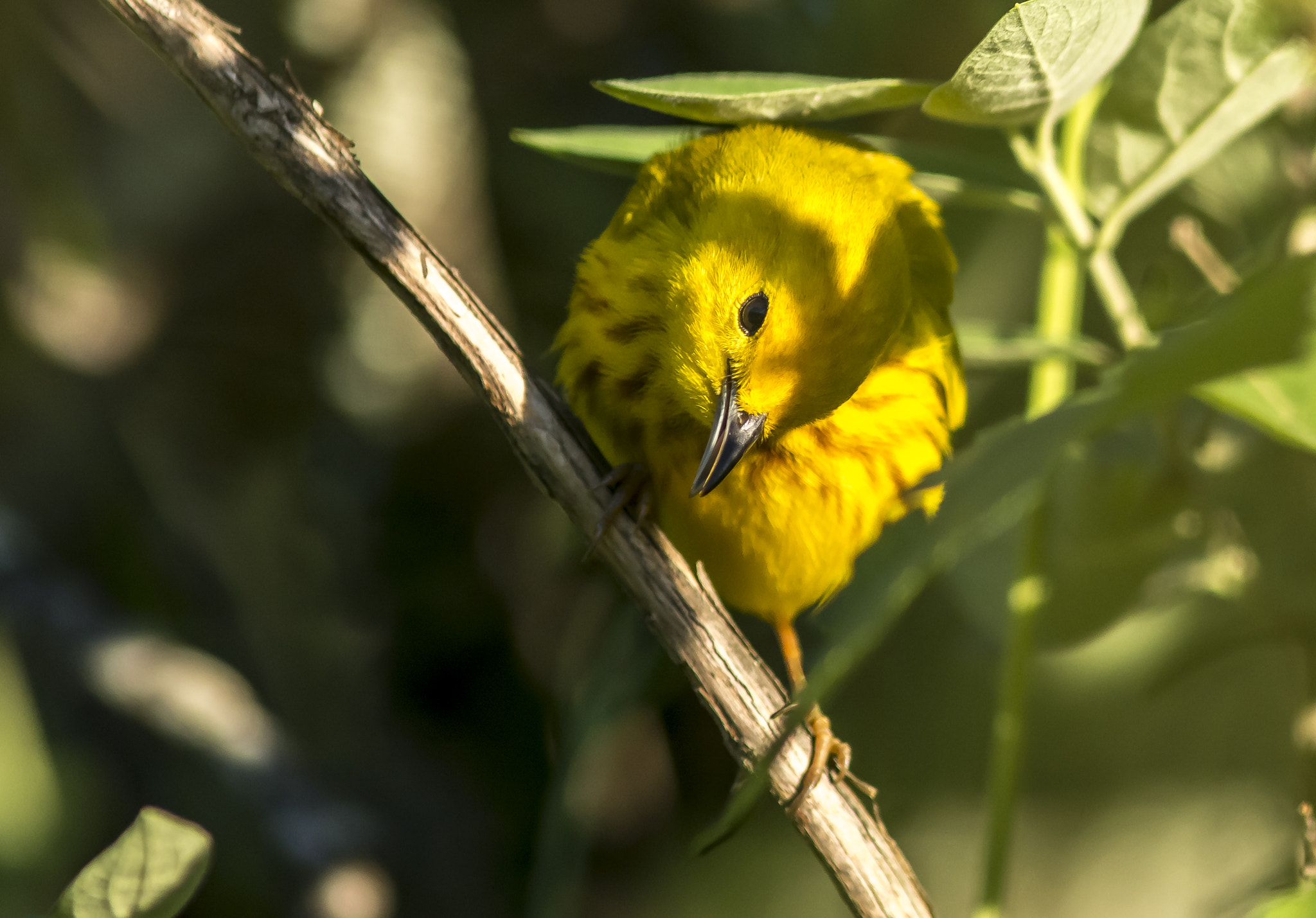 AF Nikkor 300mm f/4 IF-ED sample photo. One puzzled warbler photography