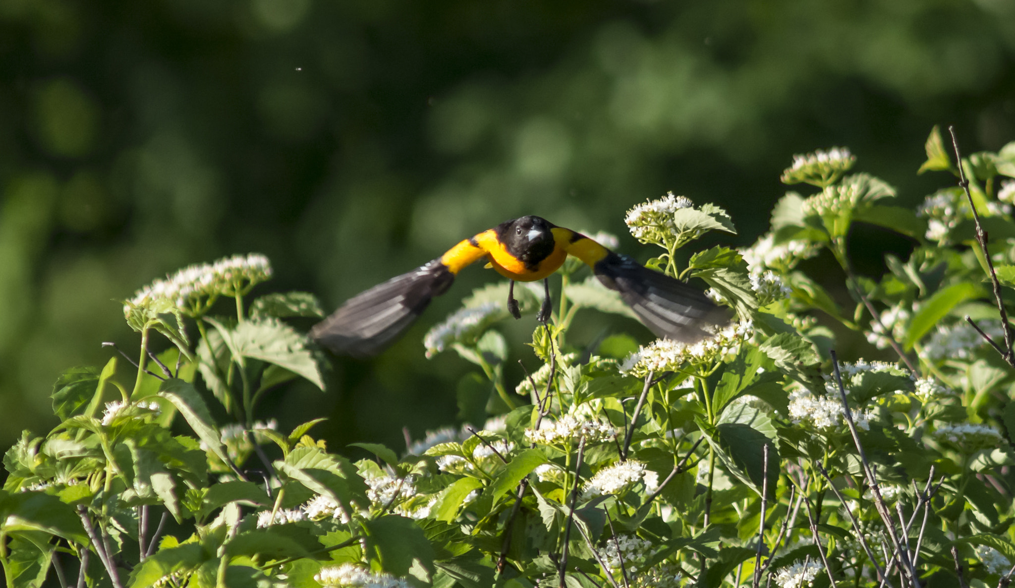 AF Nikkor 300mm f/4 IF-ED sample photo. Baltimore oriole photography