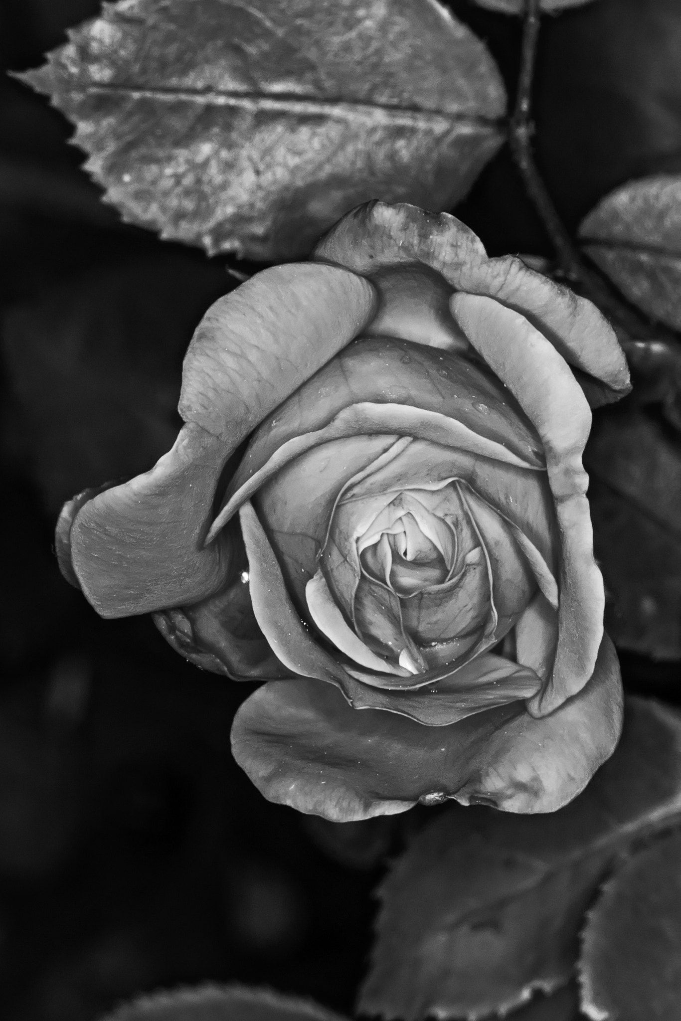 Sigma 105mm F2.8 EX DG Macro sample photo. Top down rose photography
