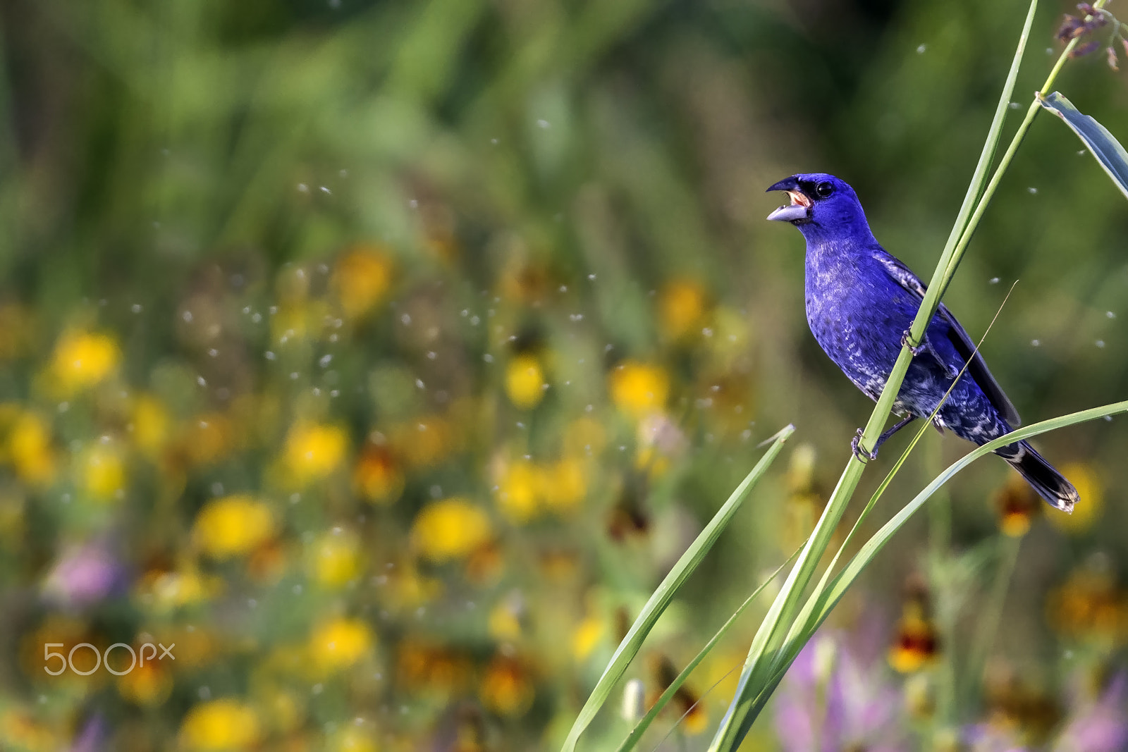 Canon EF 400mm F4.0 DO IS USM sample photo. Summer blues photography