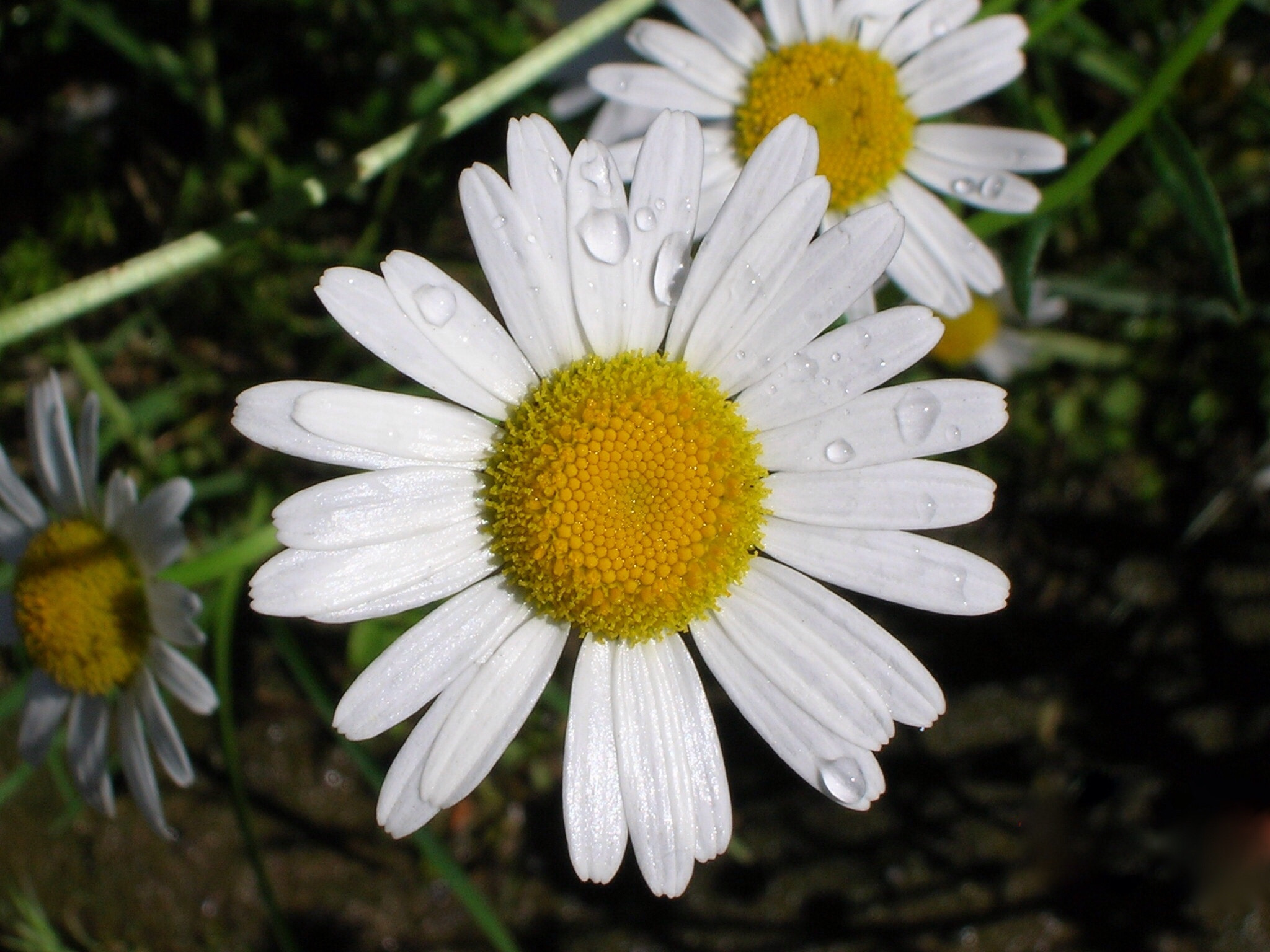Nikon E4600 sample photo. Untitled photography