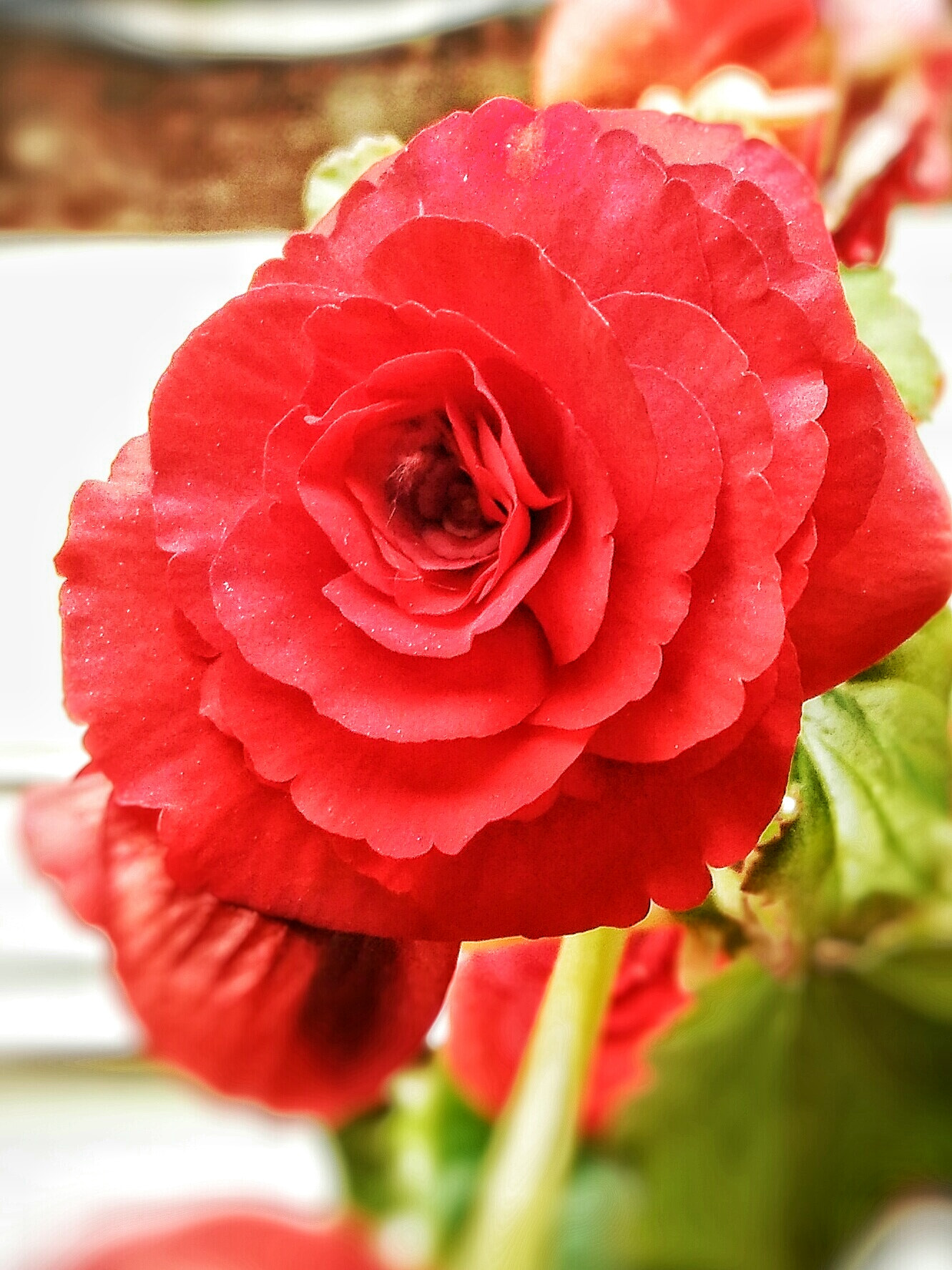 OPPO A53 sample photo