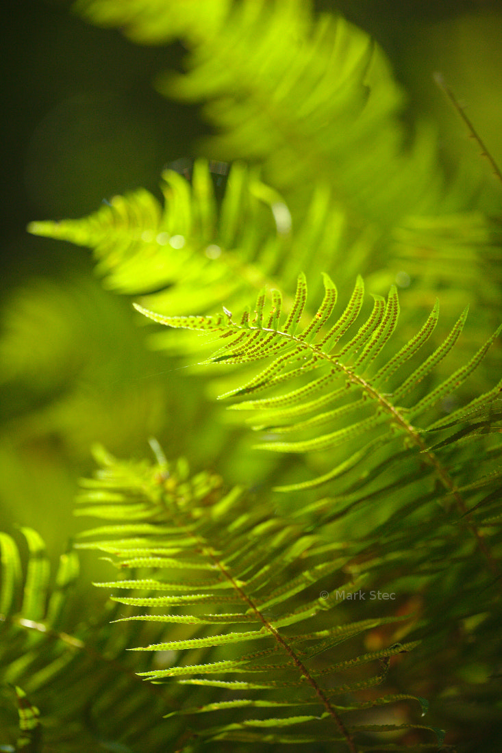 ZEISS Apo Sonnar T* 135mm F2 sample photo. Ferns photography