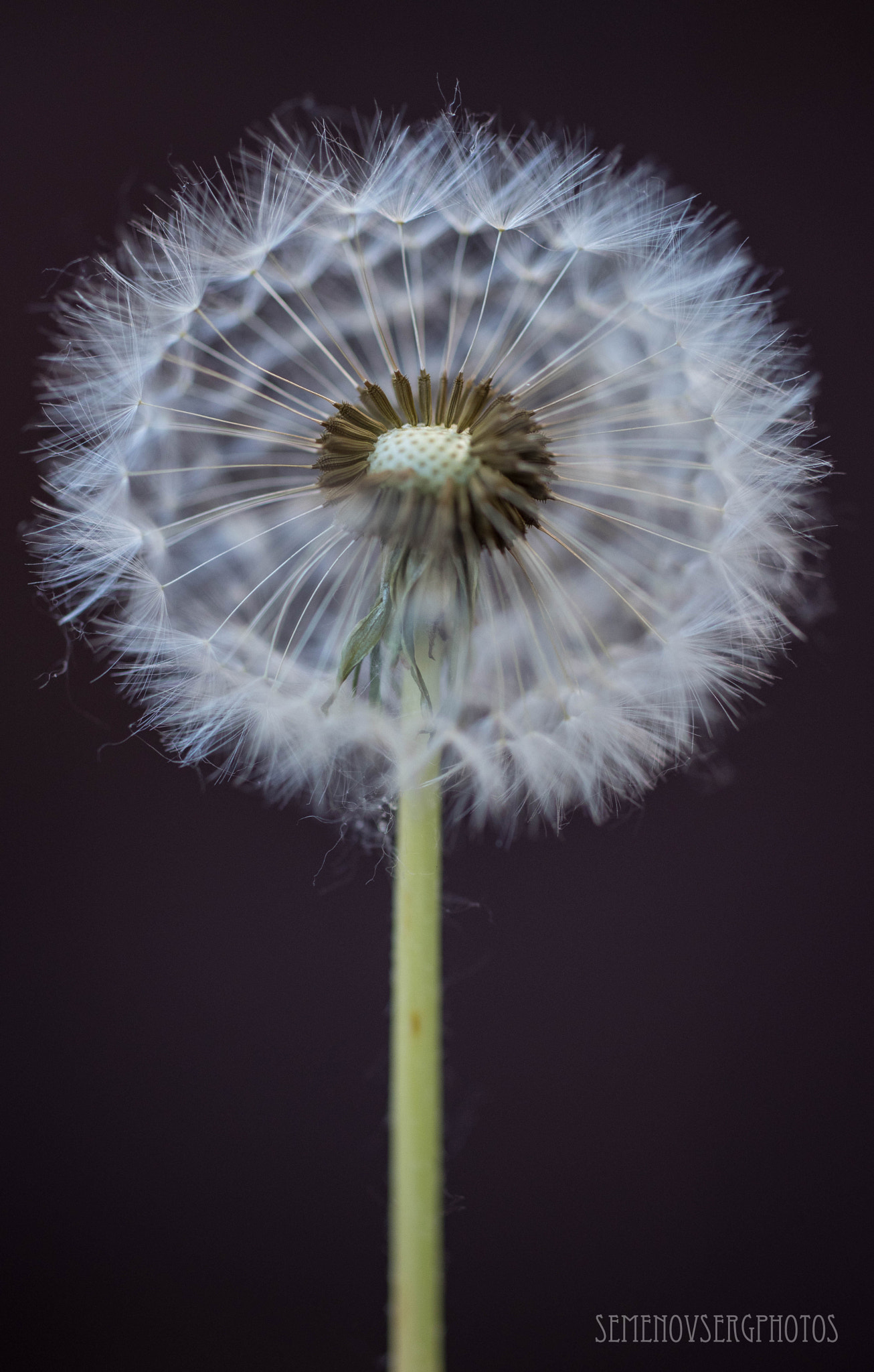 Nikon D750 + Sigma 50mm F2.8 EX DG Macro sample photo. Одуван) photography